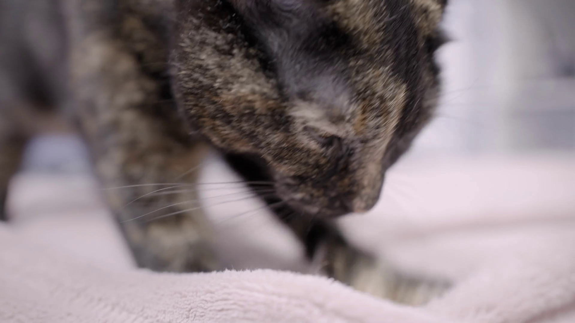 Cat Making Biscuits On Bed Blanket 4k Stock Footage SBV346661234