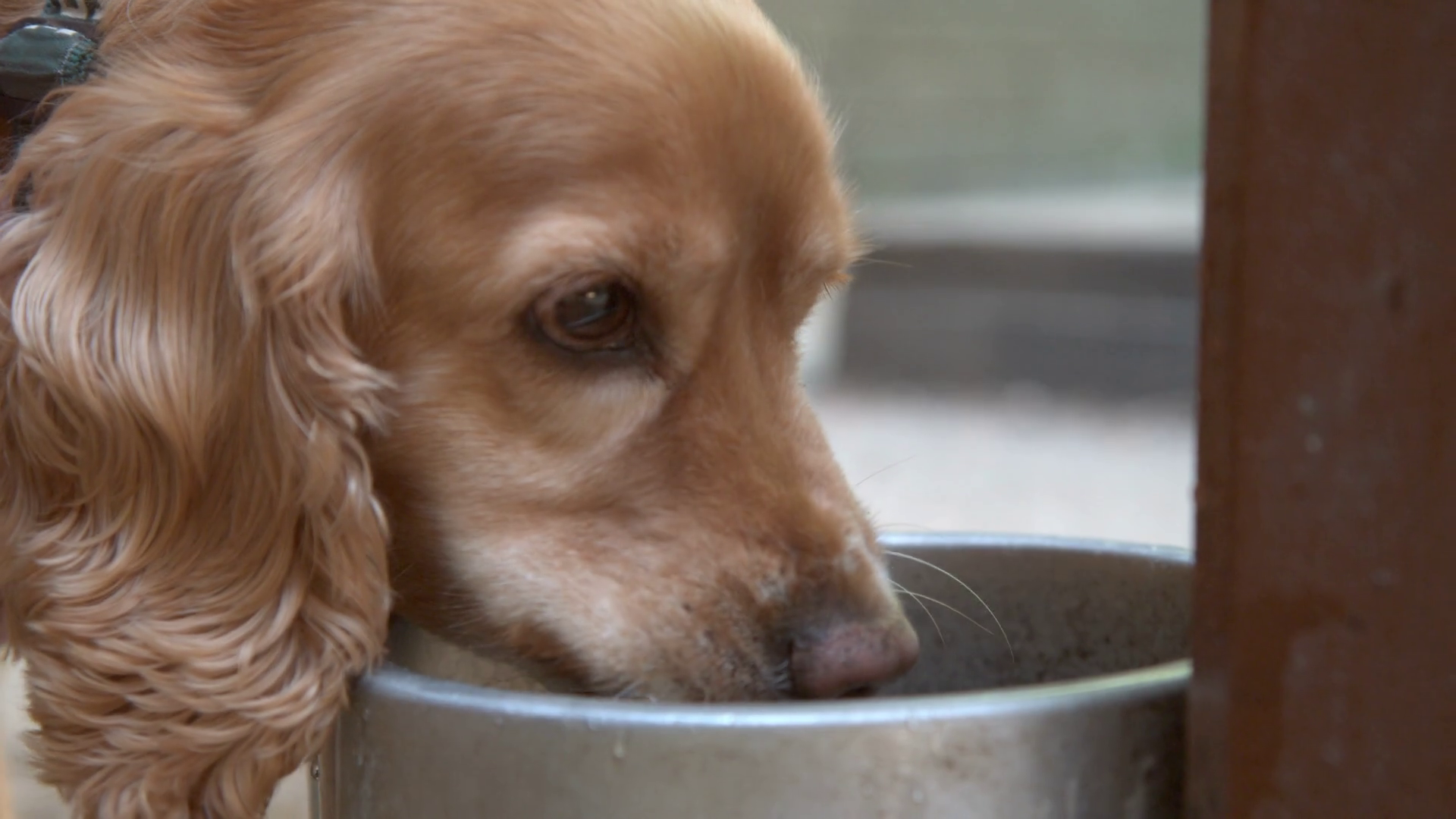 slow drinker for dogs