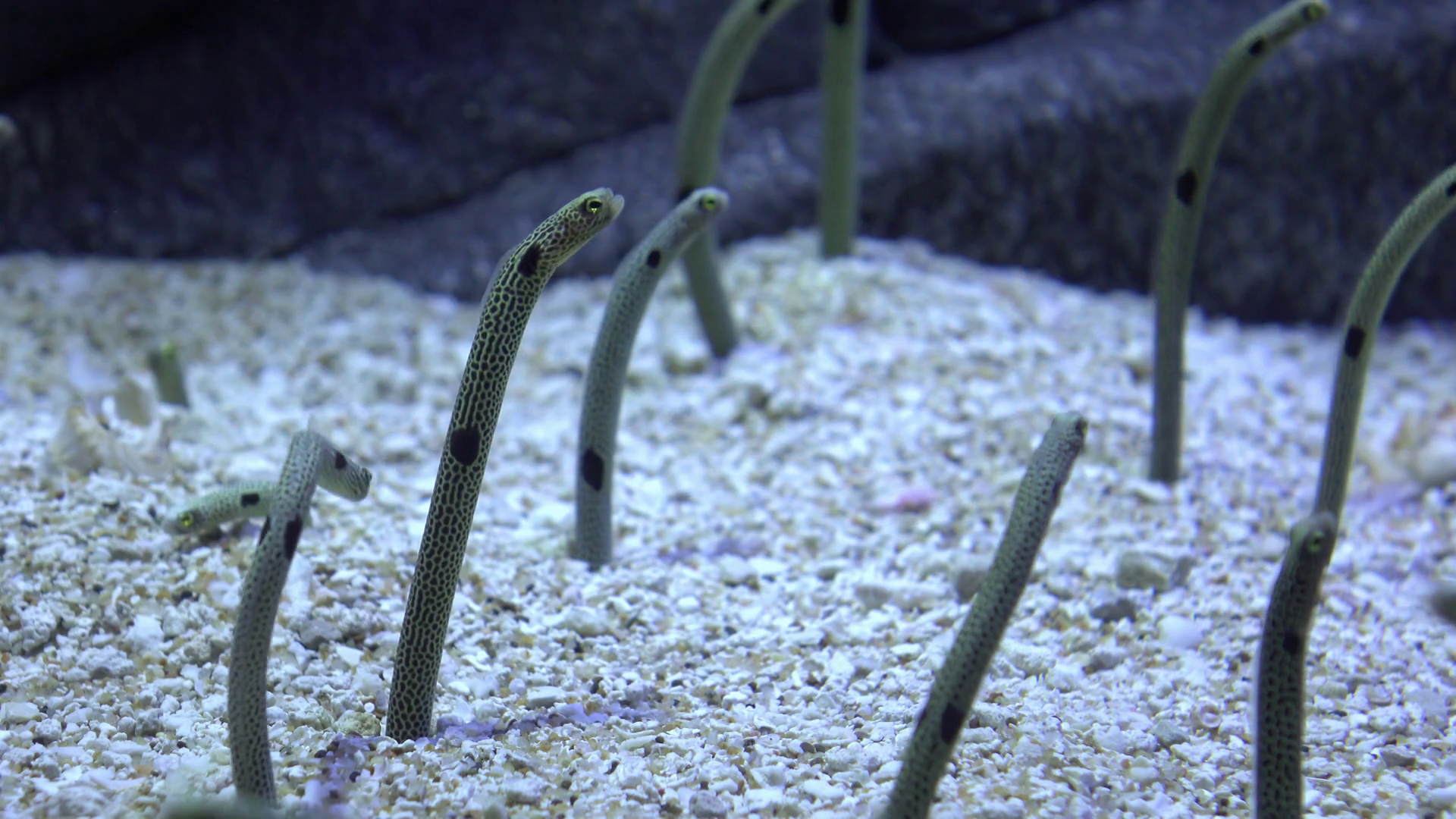 Garden Eel Buried In Sand Of Sea Floor 4k Stock Footage SBV313096517