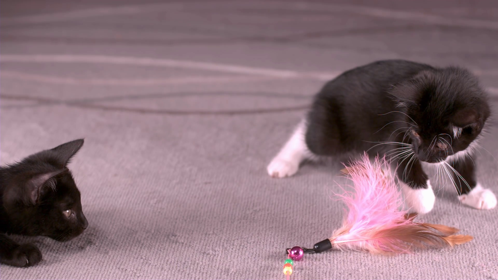 Small Kittens Attacking Feather Play Toy Stock Footage SBV326590226