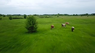 Flying over green field with grazing cows. Aerial background of country landscape