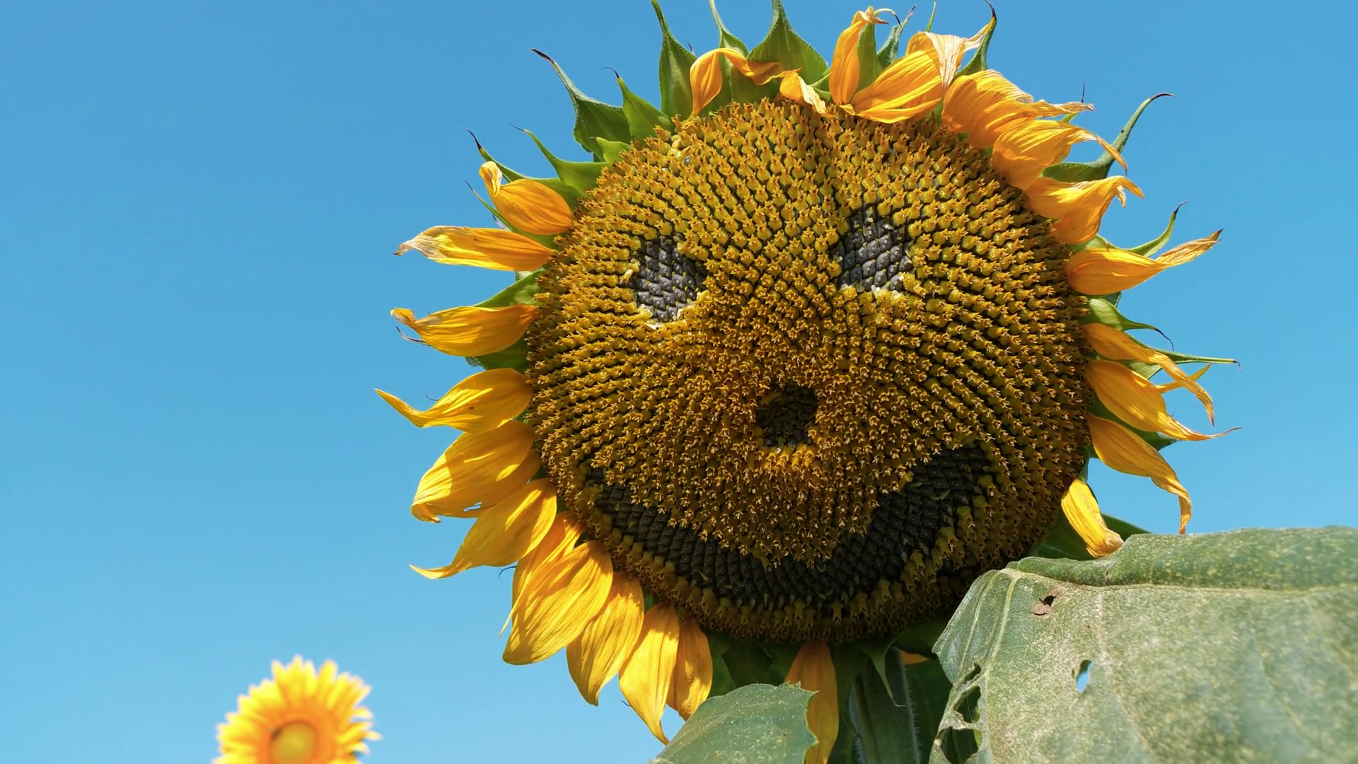 Frightening Sunflower Scary Sunflower Muzzle Stock Footage SBV ...