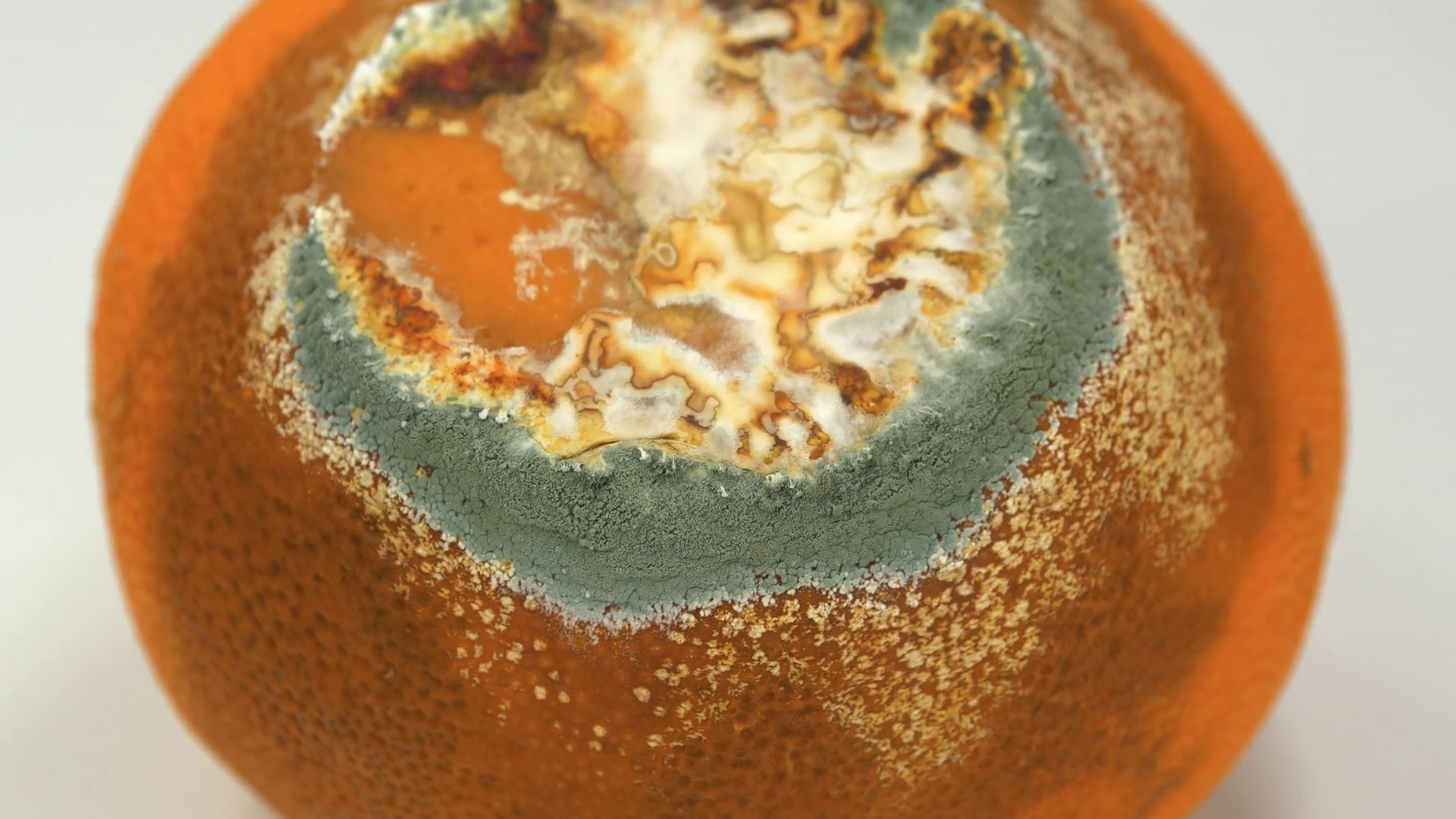 Rotten Tangerine Covered With Mold Overripe Stock Footage SBV-352101785 ...