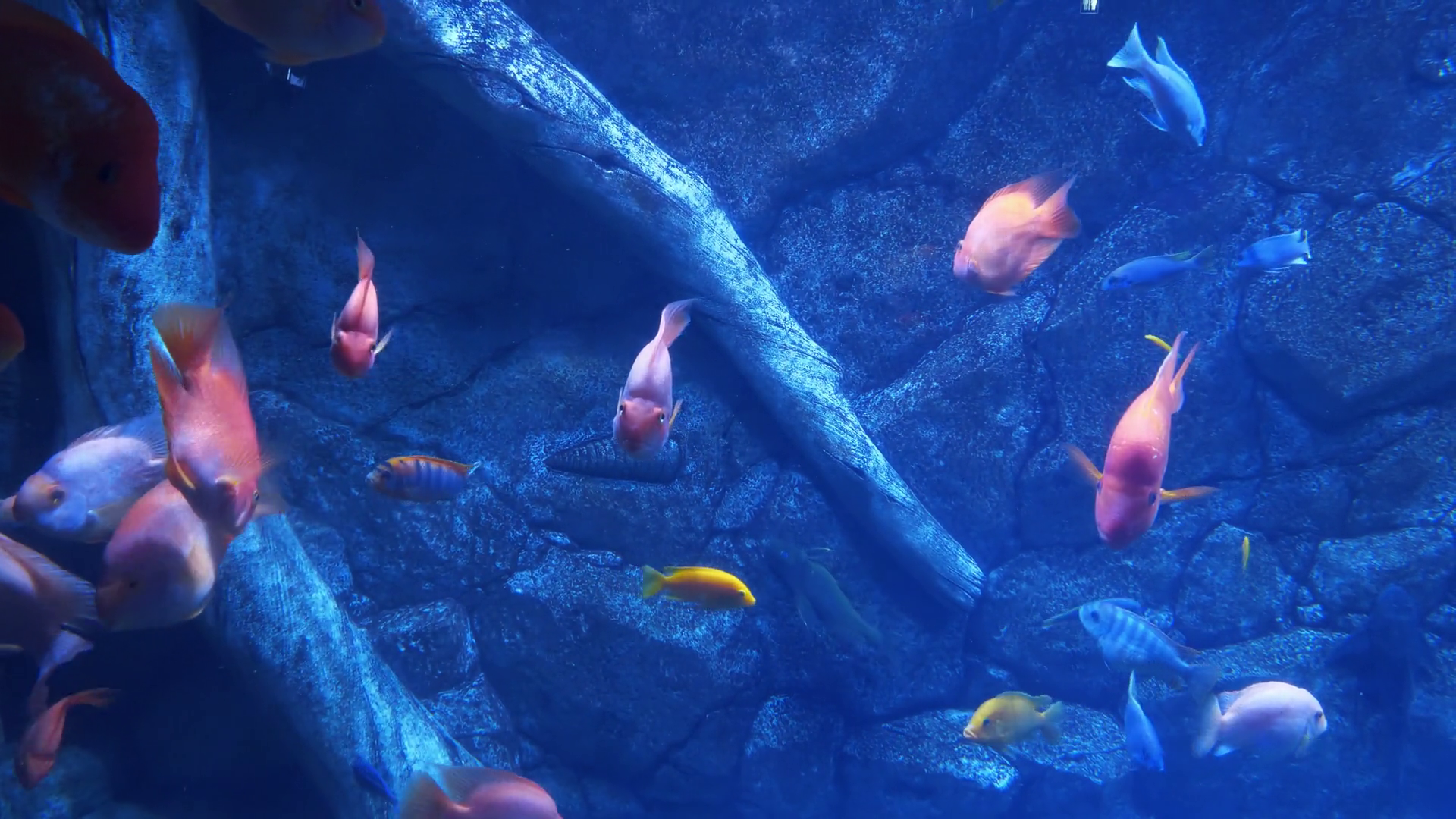 Different Fish Swim In Large Aquarium View Stock Footage SBV-352129543 ...