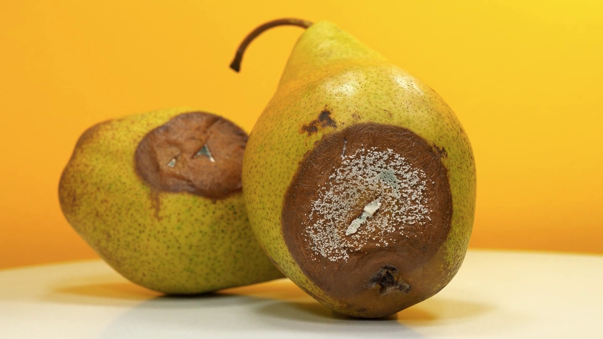 Rotting Fruits Two Rotten Pears Covered With Stock Footage SBV ...