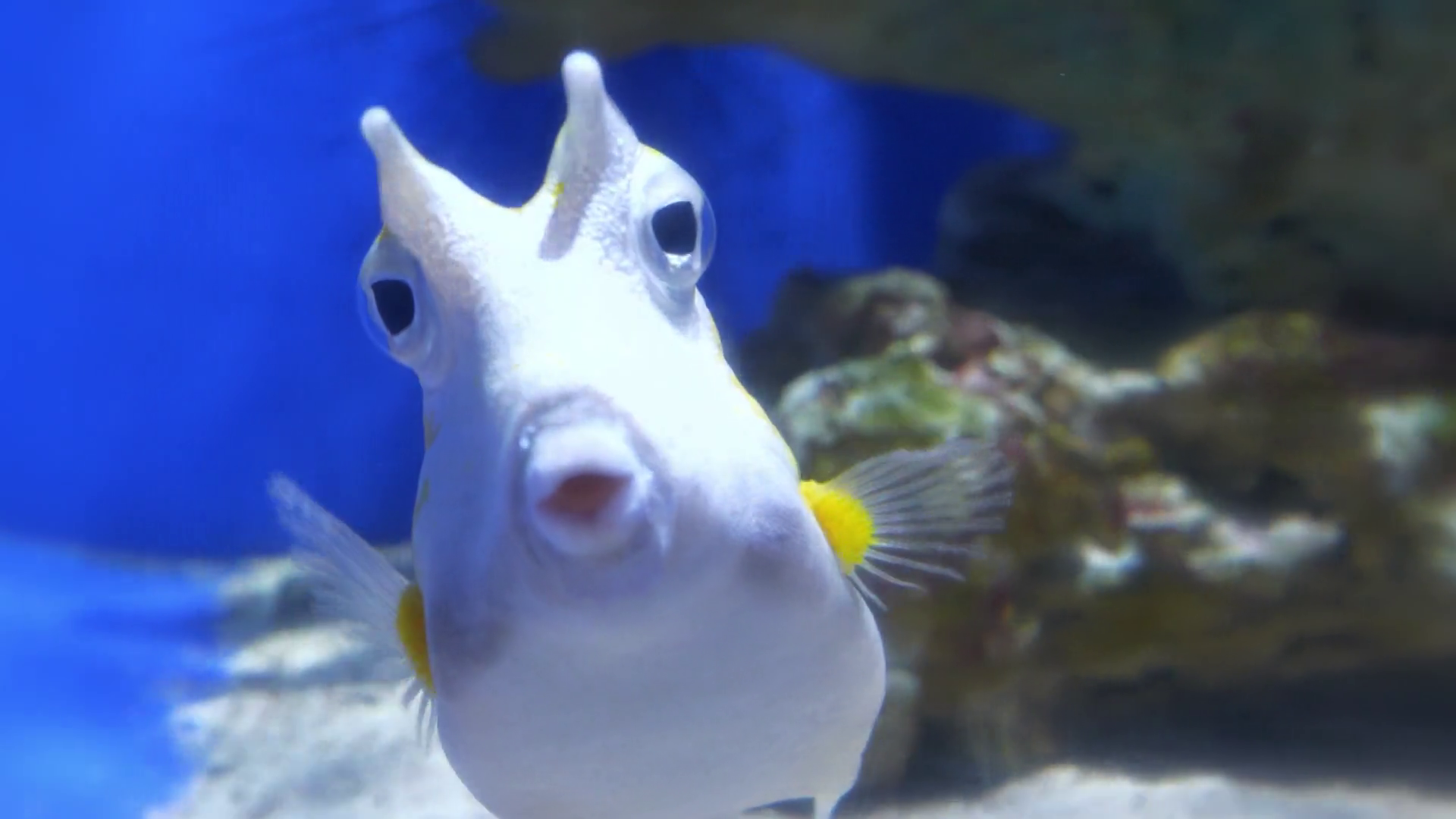 Longhorn Cowfish Lactoria Cornuta Horned Stock Footage SBV-352208456 ...
