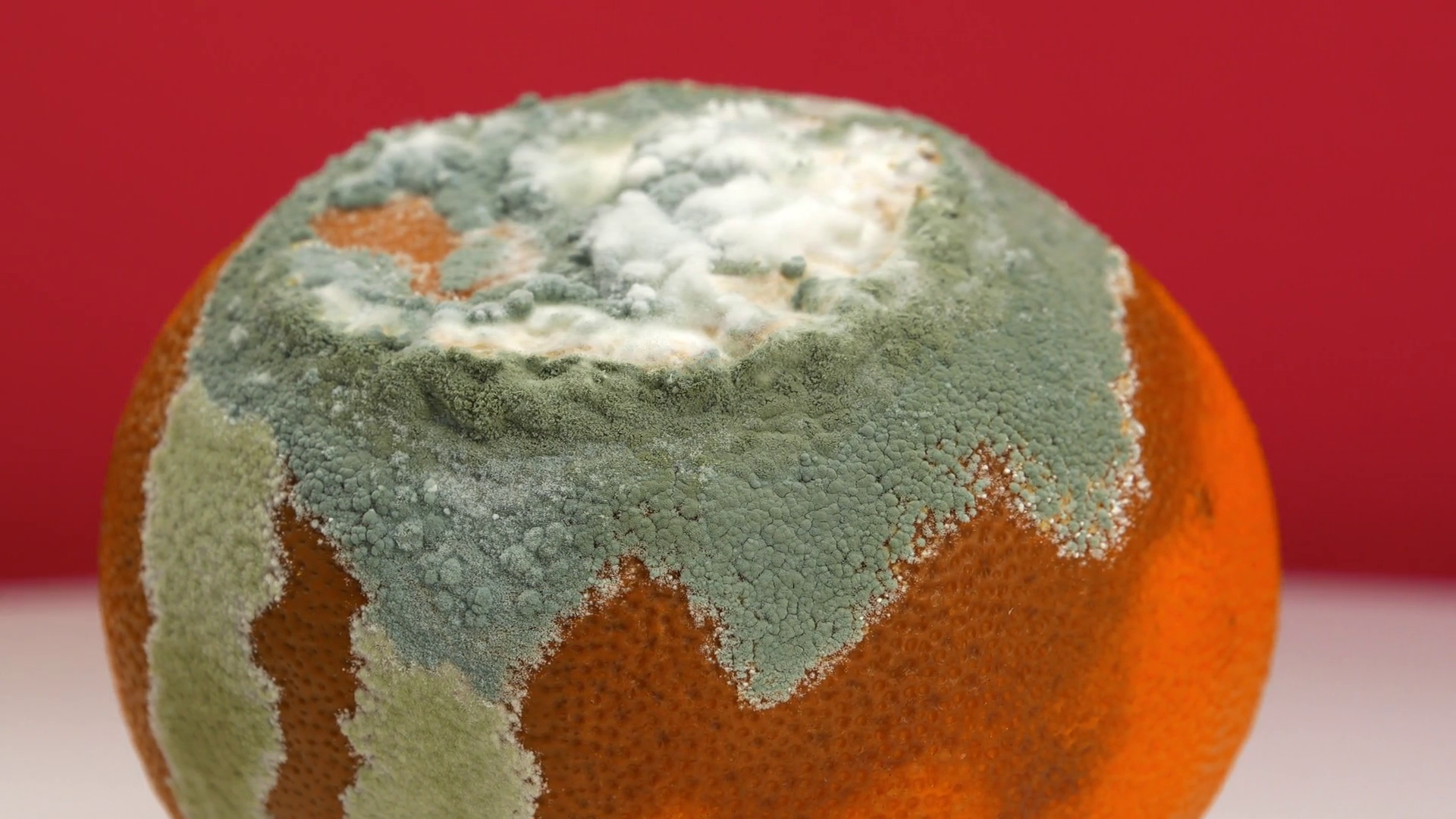 Tangerine Covered With Mold Rotten Citrus Stock Footage SBV-352324379 ...