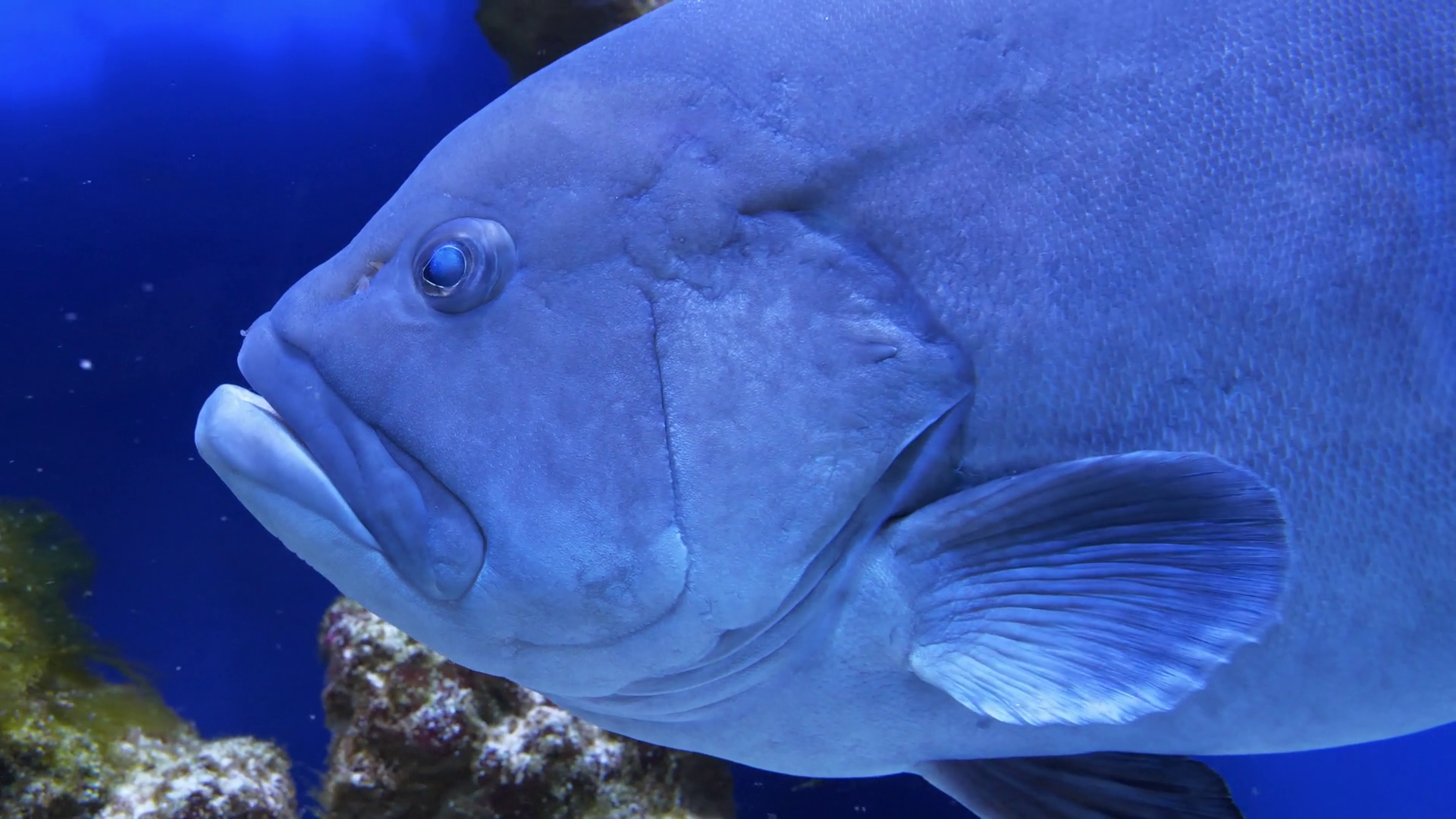 Big Fish Slowly Swim View Through Glass Of Stock Footage SBV-352545036 ...