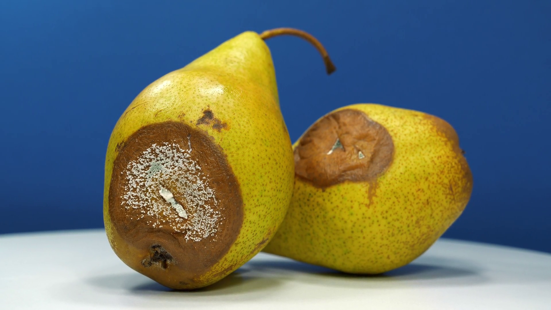 Overripe Rotten Pears Pears Covered With Stock Footage SBV-352579866 ...
