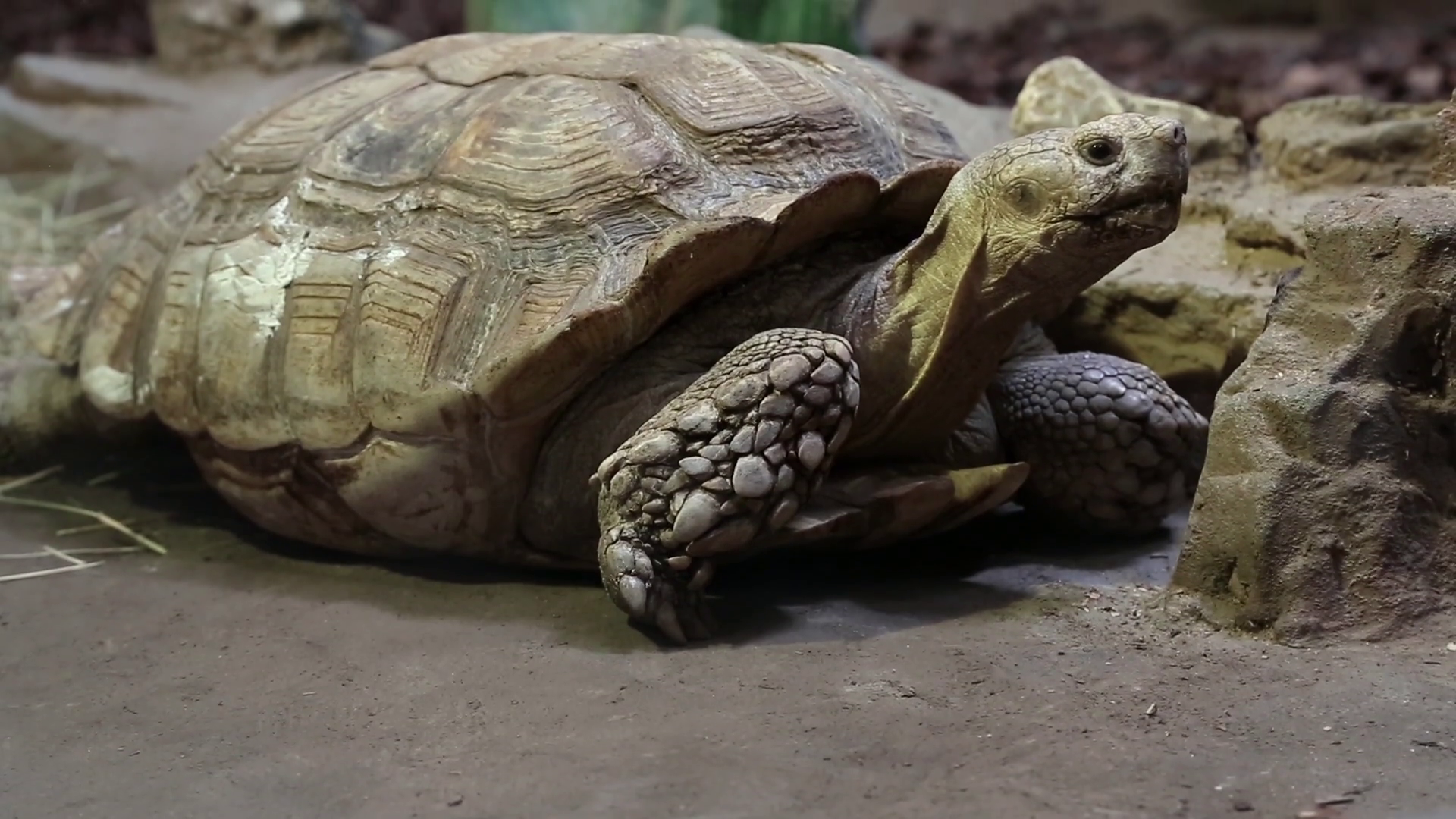 Big turtle in zoological garden Stock Video Footage 0030 SBV304874050