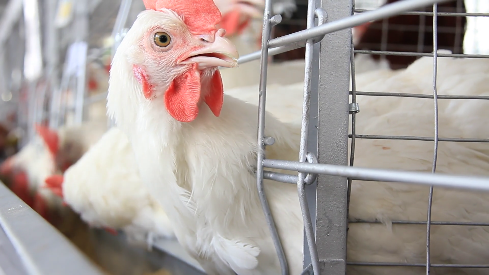 Chickens on poultry farm Stock Video Footage Storyblocks