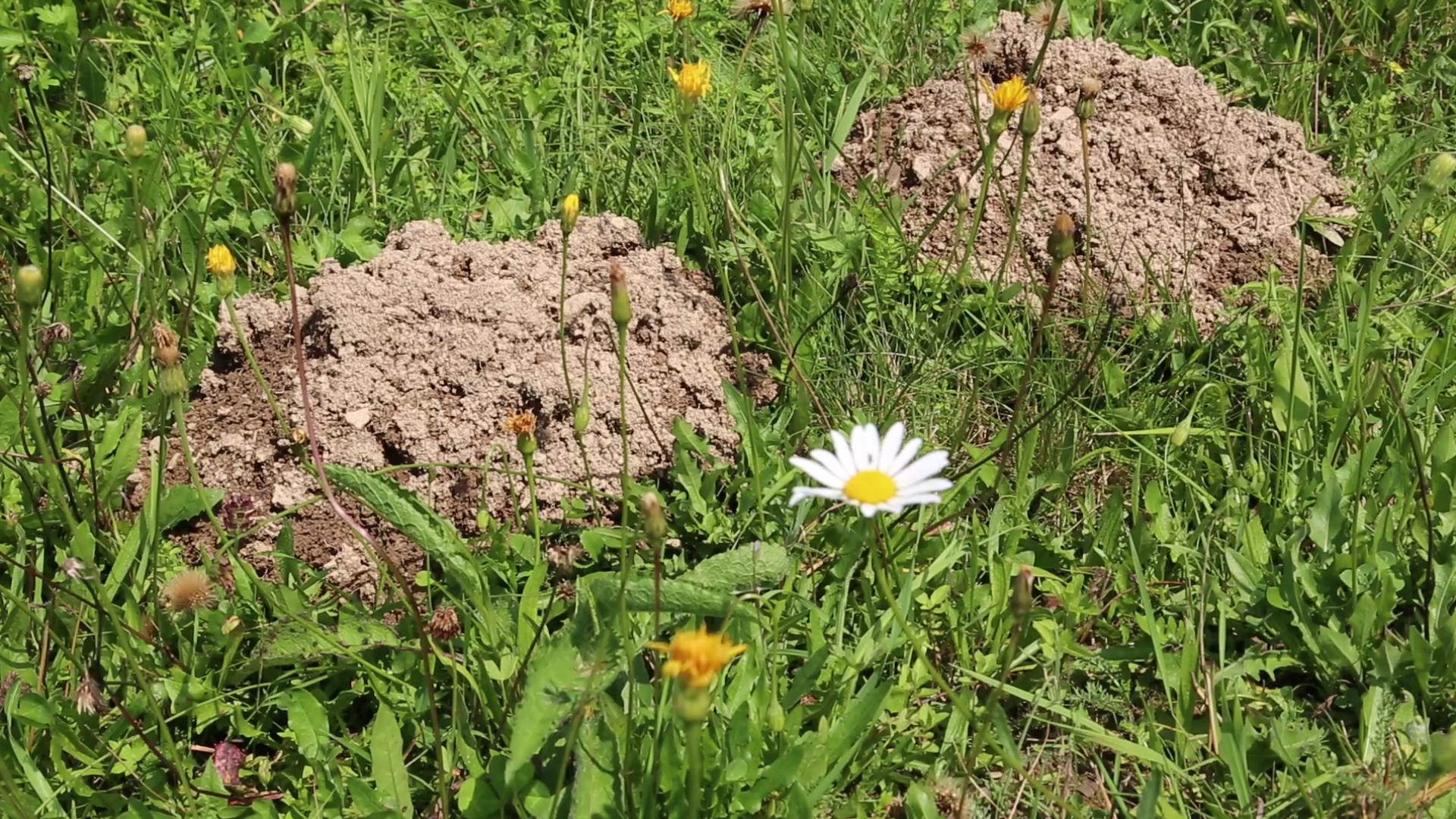 Two mole holes in the soil Stock Video Footage 0022 SBV305663721