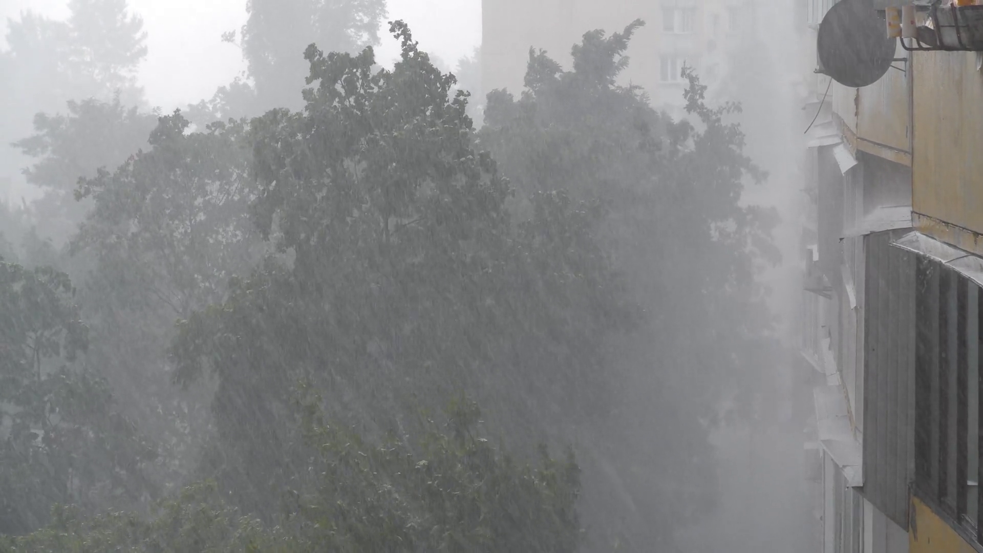 Heavy Rain Wind In City Wind Shakes Trees Stock Footage SBV-352759796 ...