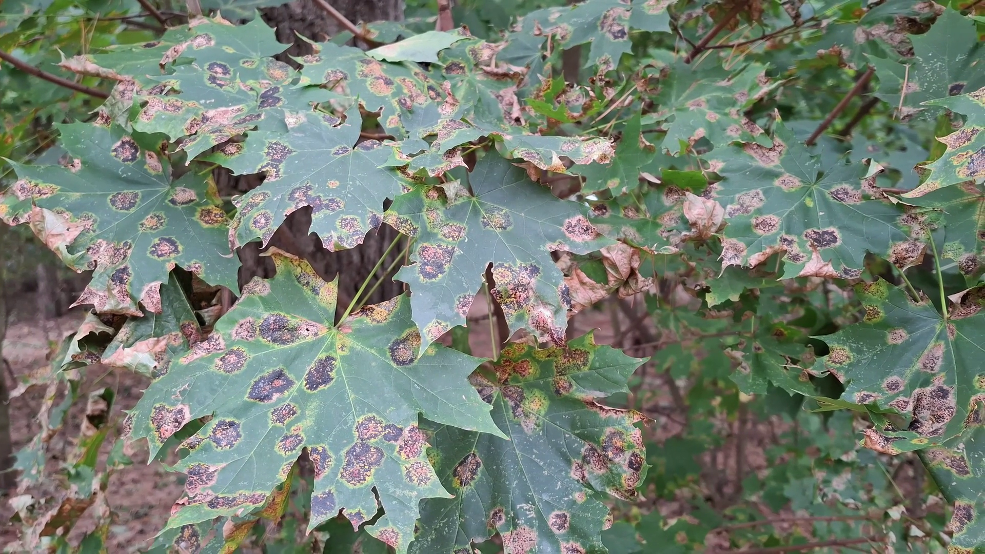 Fungal Disease Affects Maples Rhytisma Stock Footage SBV-353168701 ...
