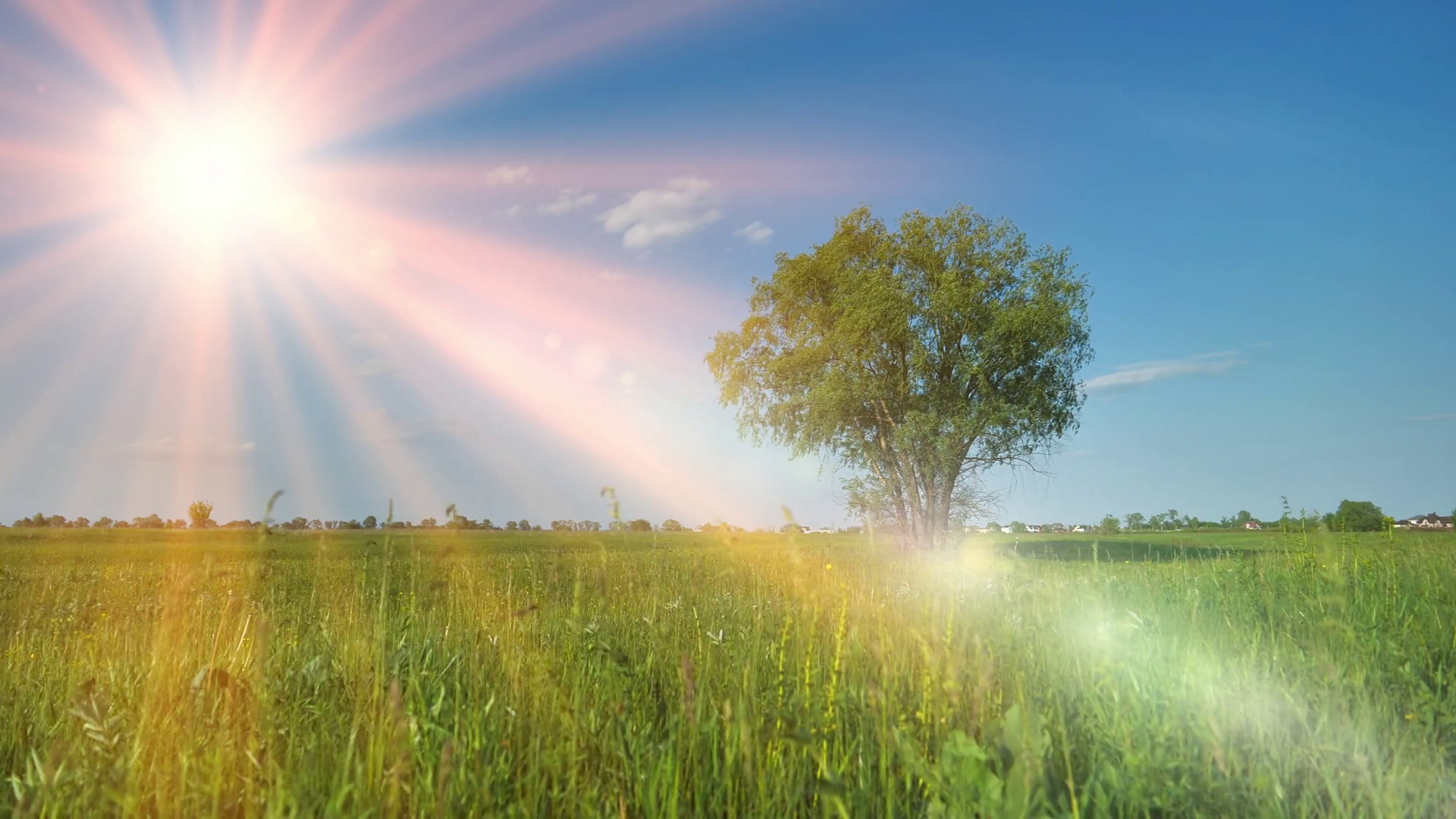 Beautiful nature, amazing sun, green grass and tree in the meadow Stock Video Footage - Storyblocks