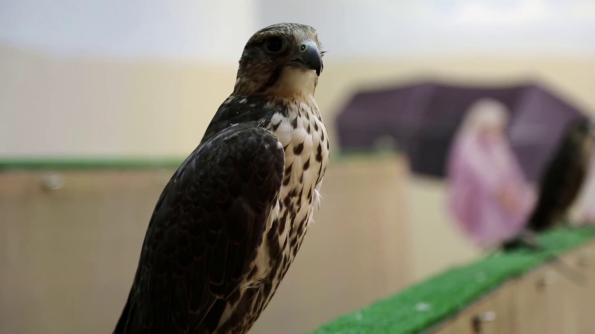 Qatar Falcon Bird : A guide to falconry in Qatar – LWDWO