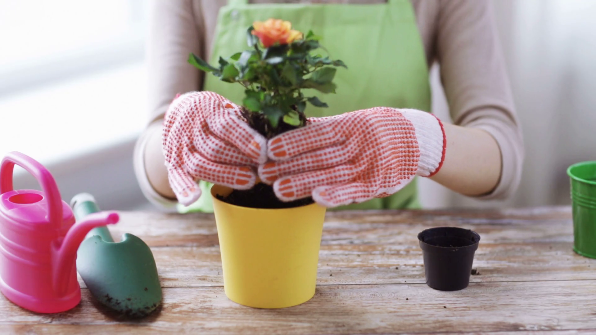 people, gardening, flower planting and profession concept - close up of ...