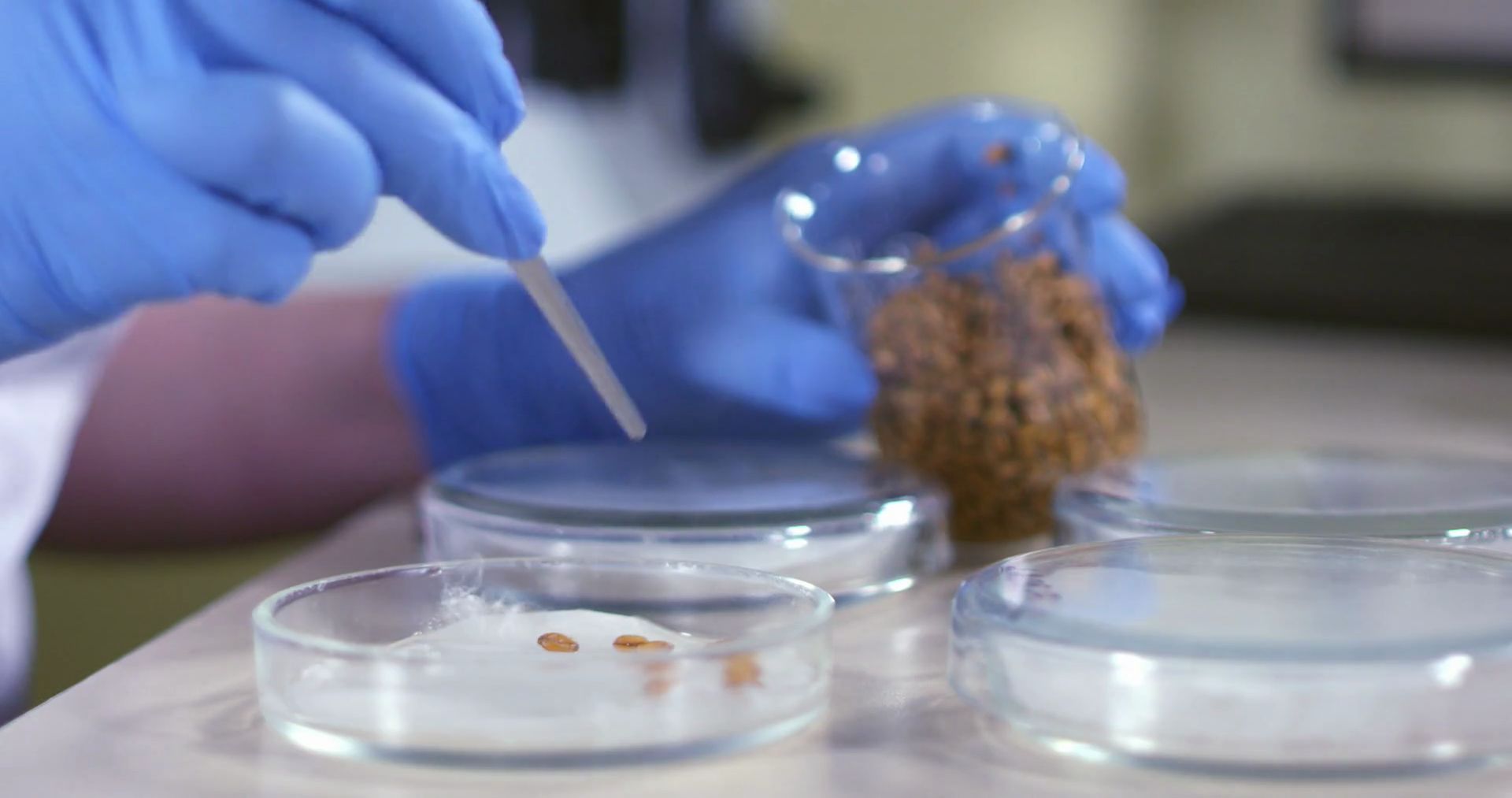 Study Of Plant Seeds At Laboratory Stock Footage SBV315397903