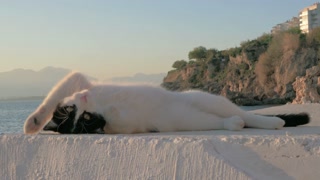 A Cat Relaxing on a Painted Surface with a Beautiful Landscape