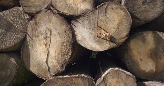 Logging 4k Stock Footage: Royalty-Free Video Clips - Storyblocks