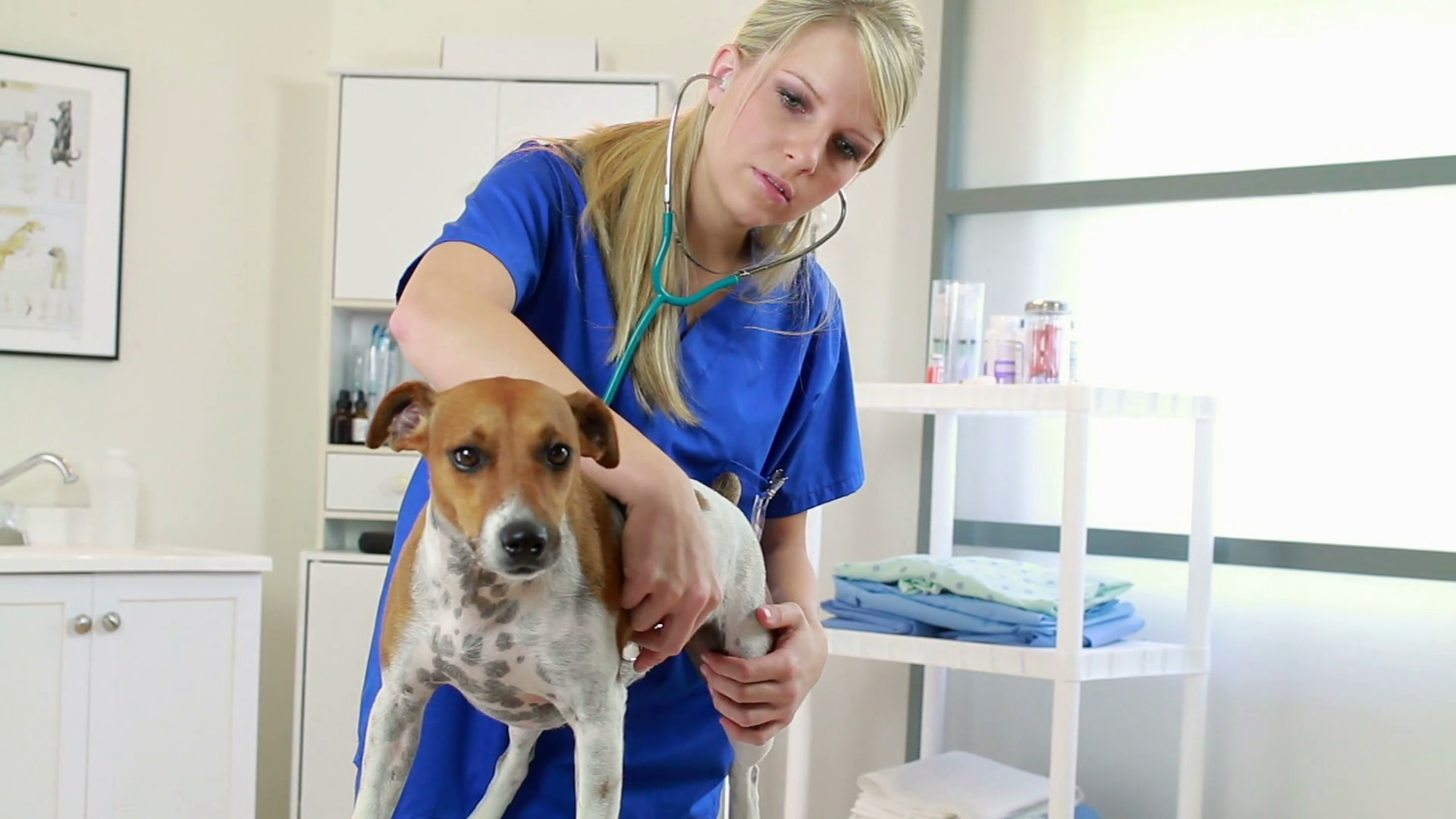Pretty young vet checks dogs heart Stock Video Footage 0022 SBV