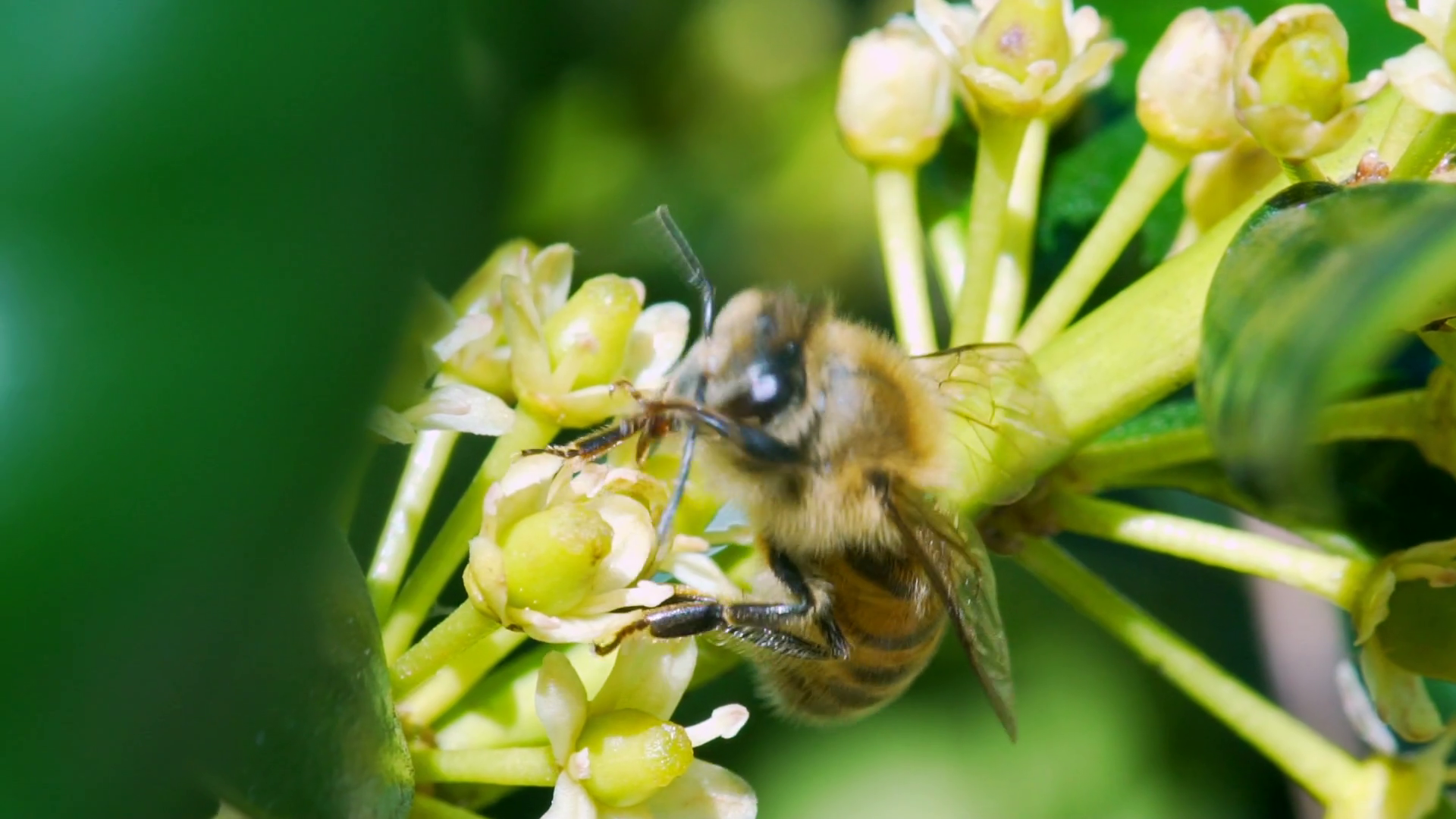 Африканская медоносная пчела. Карамелька. Muu moo bee. Bee bee gone. Beebee шампунь детский.
