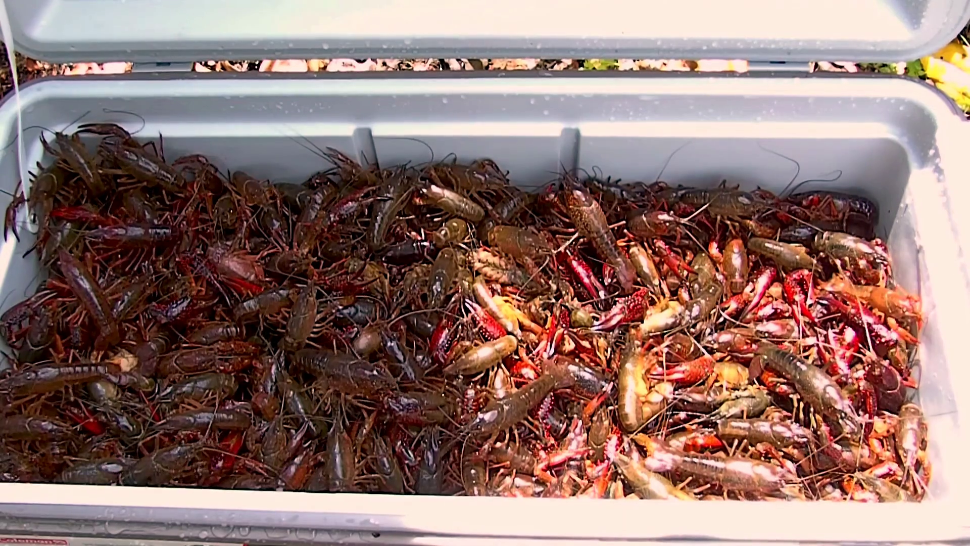 live crawfish in a ice chest Stock Video Footage 0025 SBV323379393