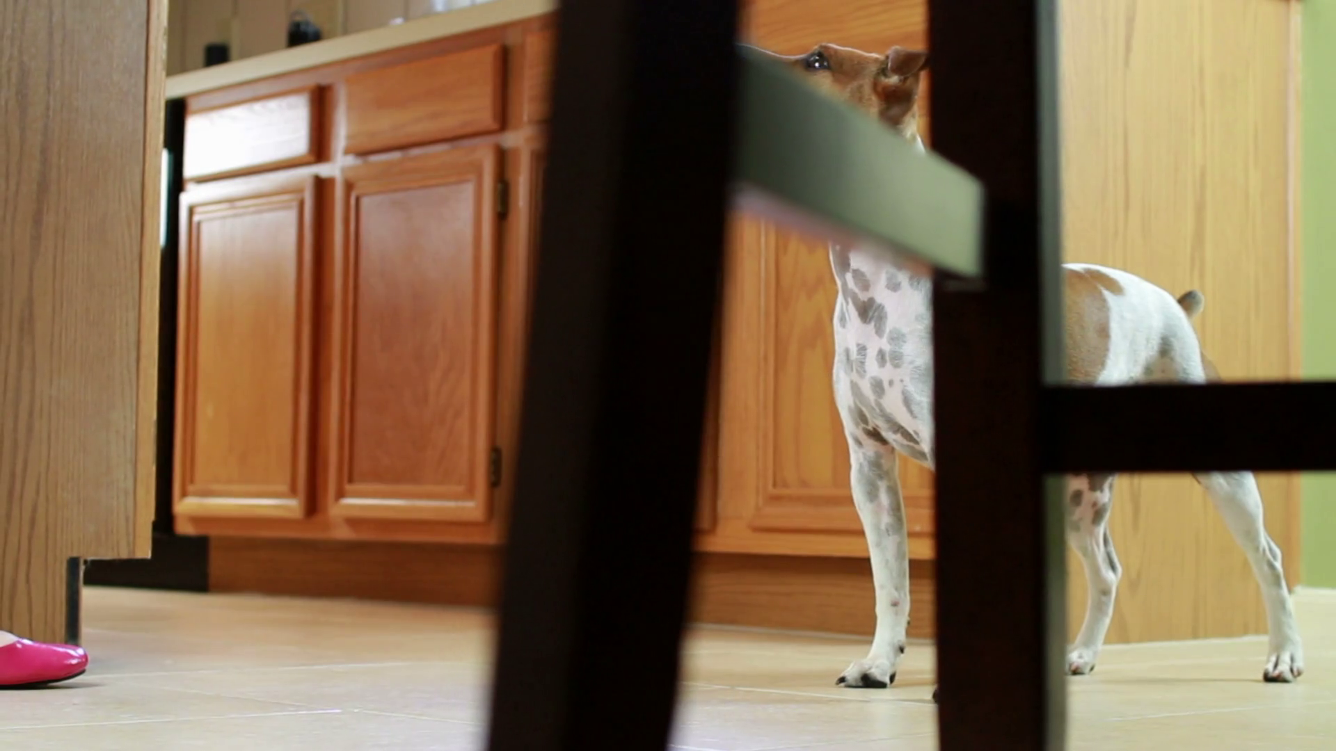 Woman Feeding Dog Dolly Movement Stock Footage SBV300338716 Storyblocks