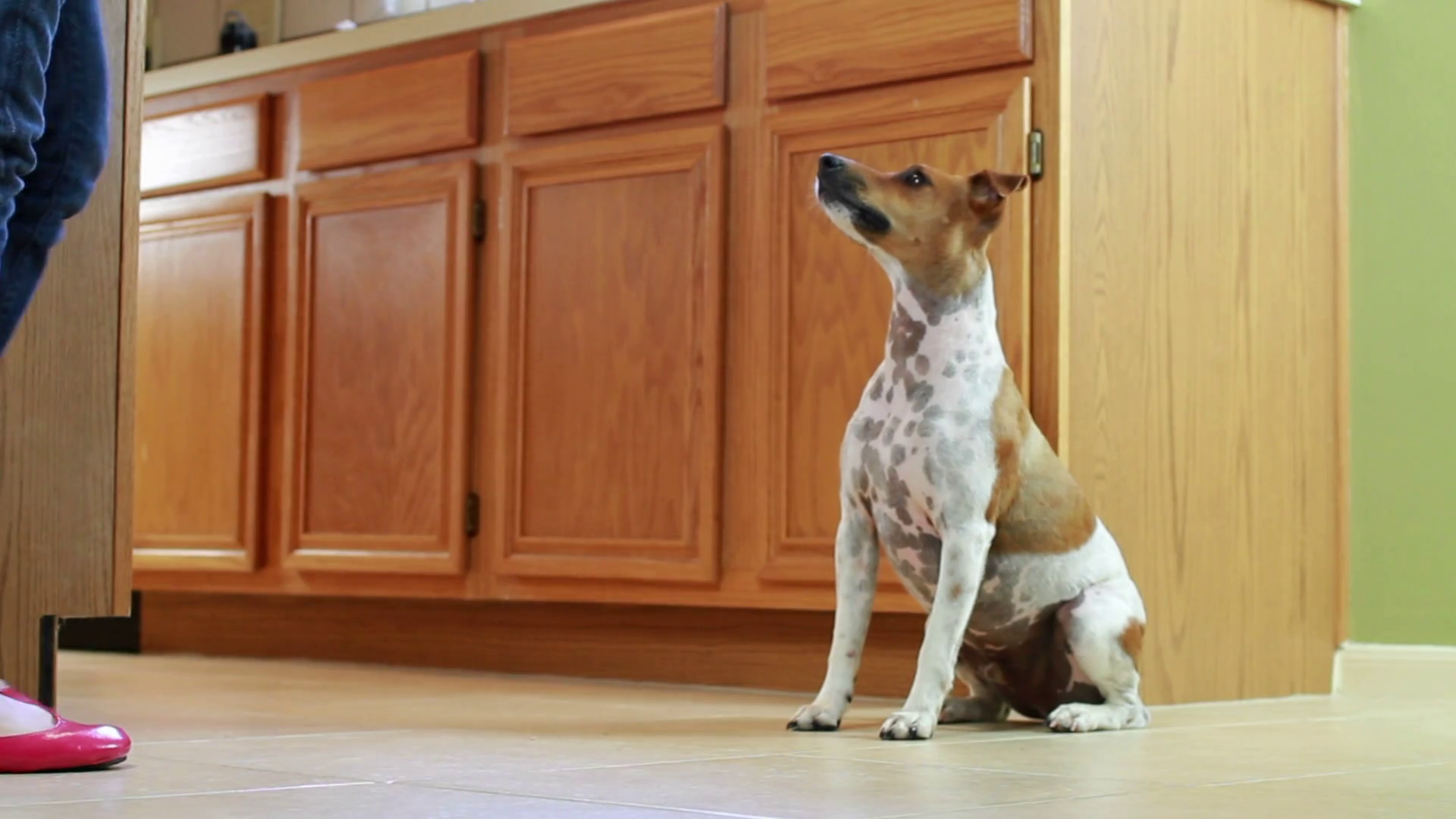 Woman Feeding Dog In Kitchen Stock Footage SBV300338714 Storyblocks