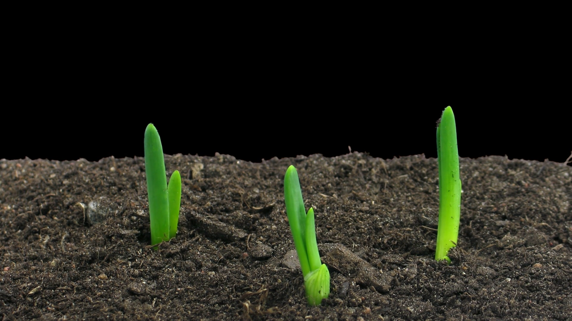 Timelapse of germinating onion sprouts 4a4 in RGB + ALPHA matte format
