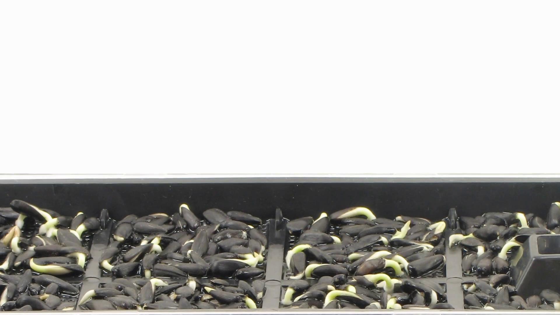 Timelapse Of Germinating Sunflower Seeds In Stock Footage SBV