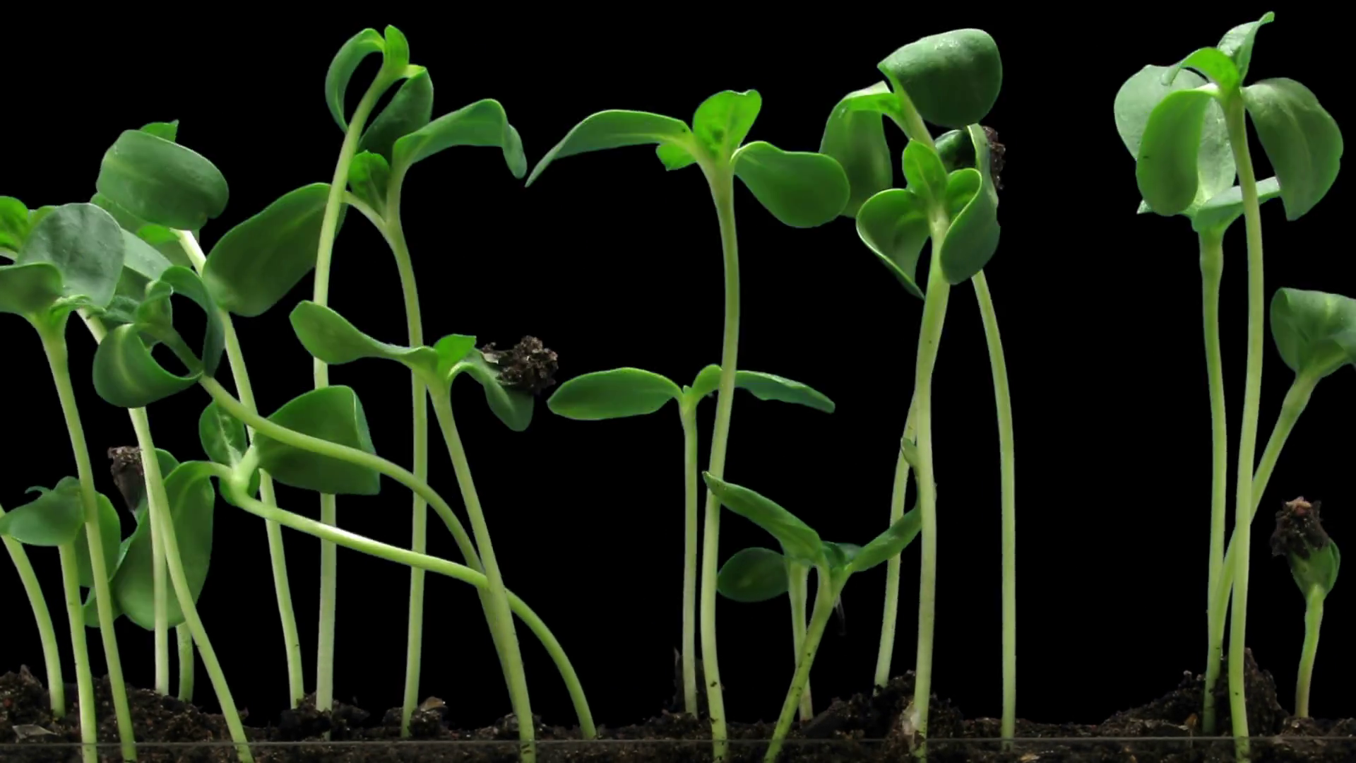 Timelapse of germinating sunflower seeds in a soil 6a3 in RGB + ALPHA