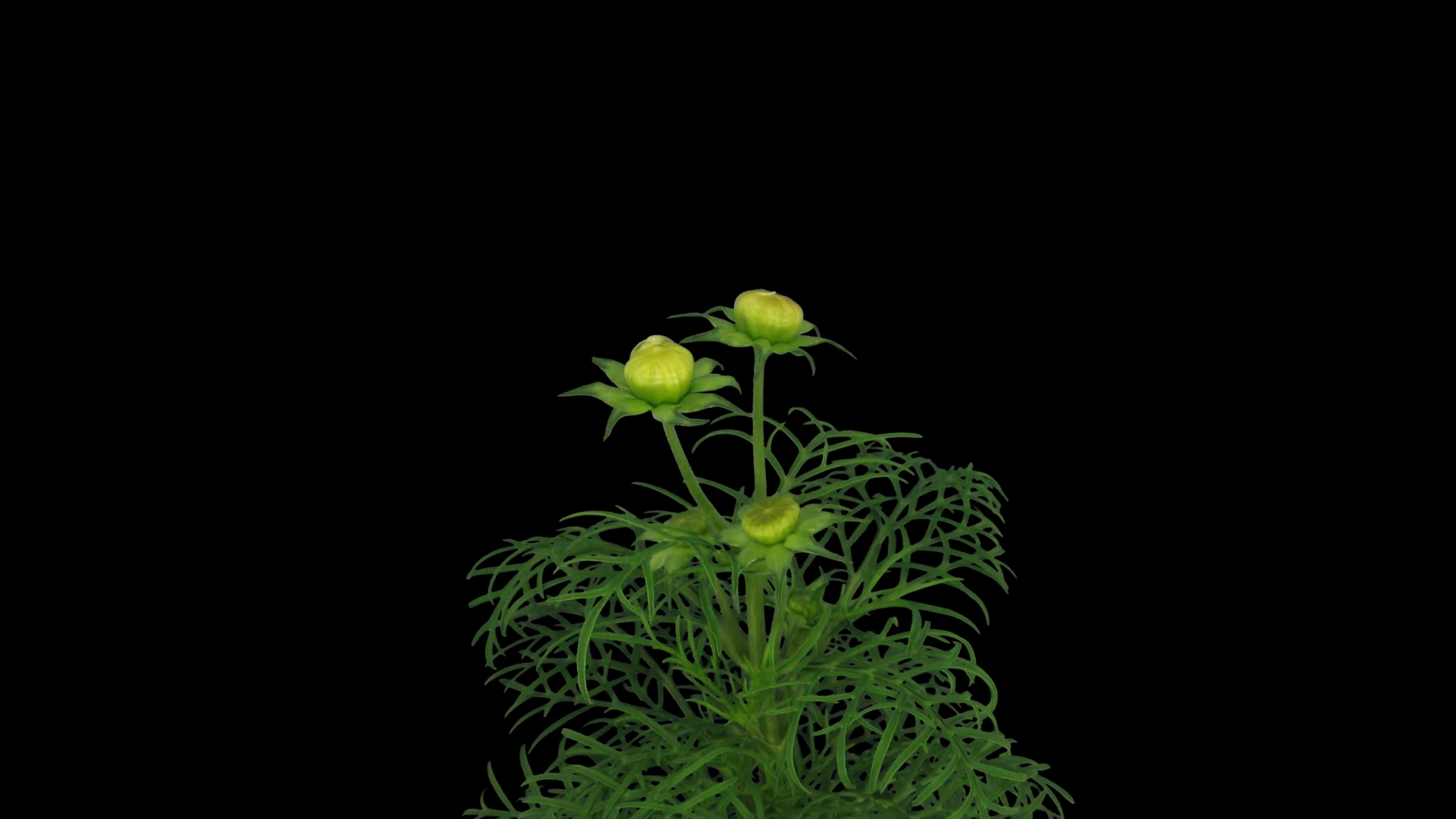 Timelapse of growing and blooming cosmos flower 2x1 in PNG+ format