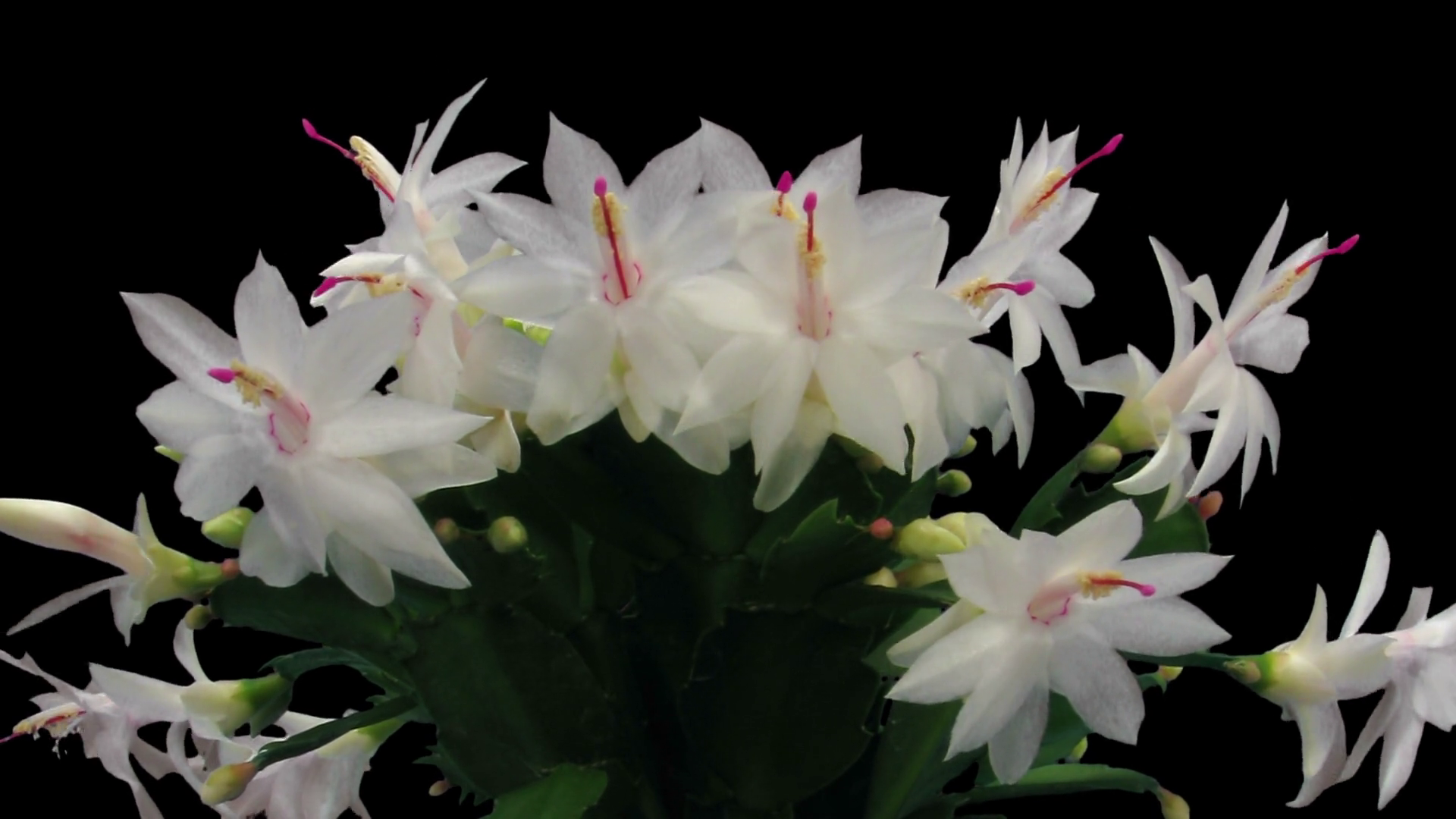 Christmas Cactus White 