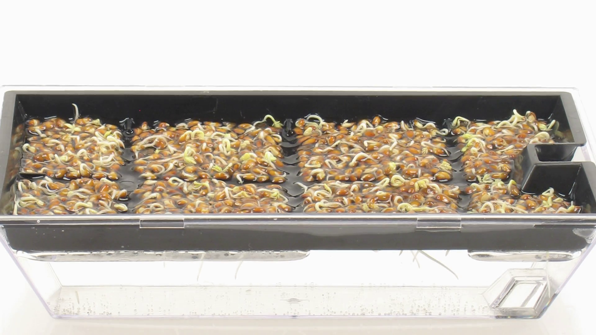Time-lapse Of Growing Molding Cress Seeds In Stock Footage SBV ...