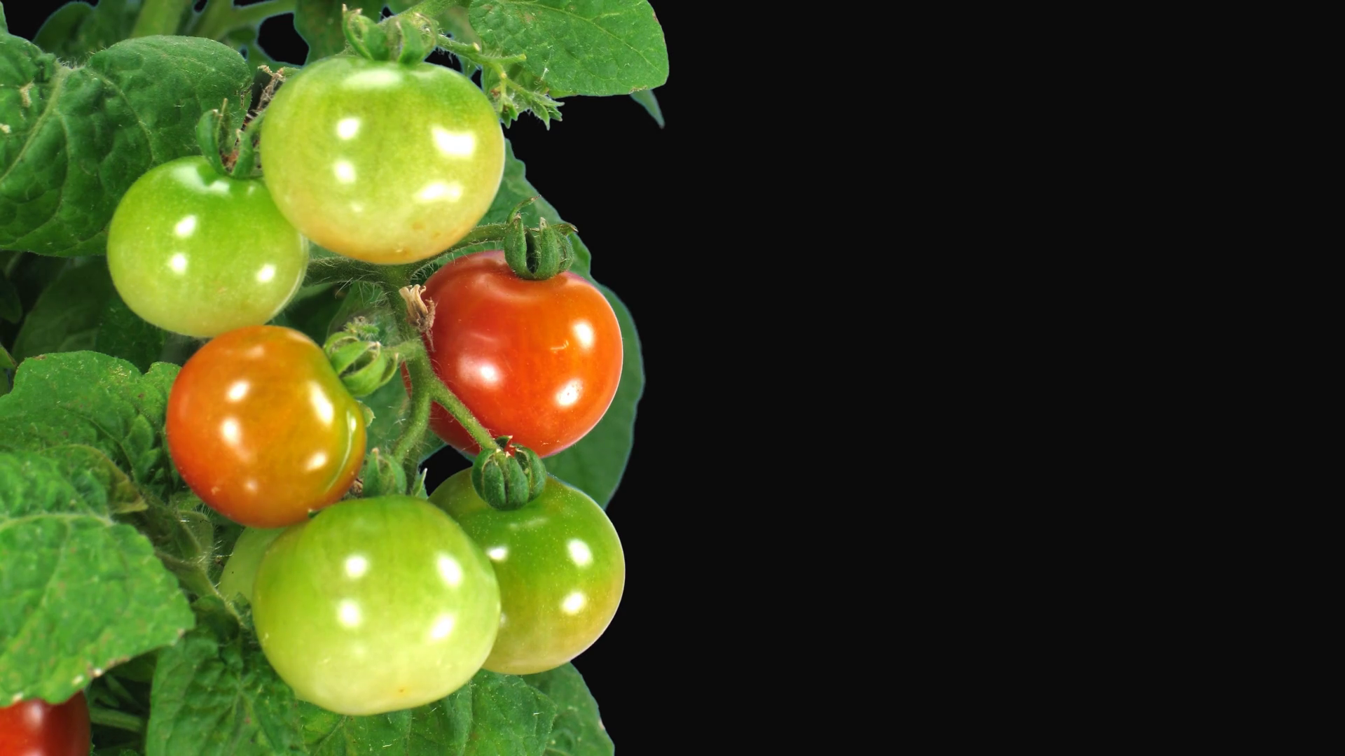 tomato timer effect tomato timer effect