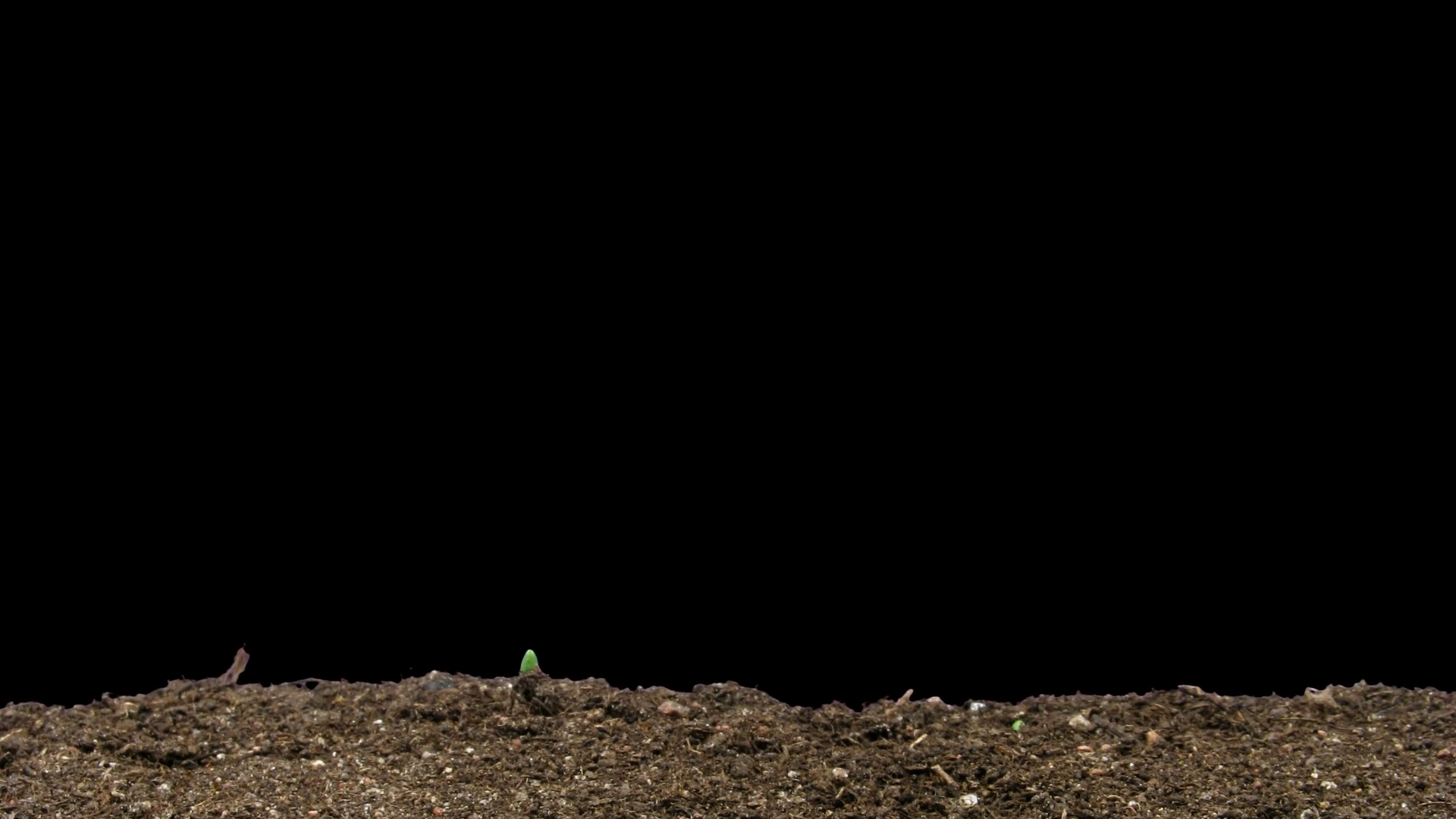 Timelapse of growing onion sprouts 9x4 in RGB + ALPHA matte format