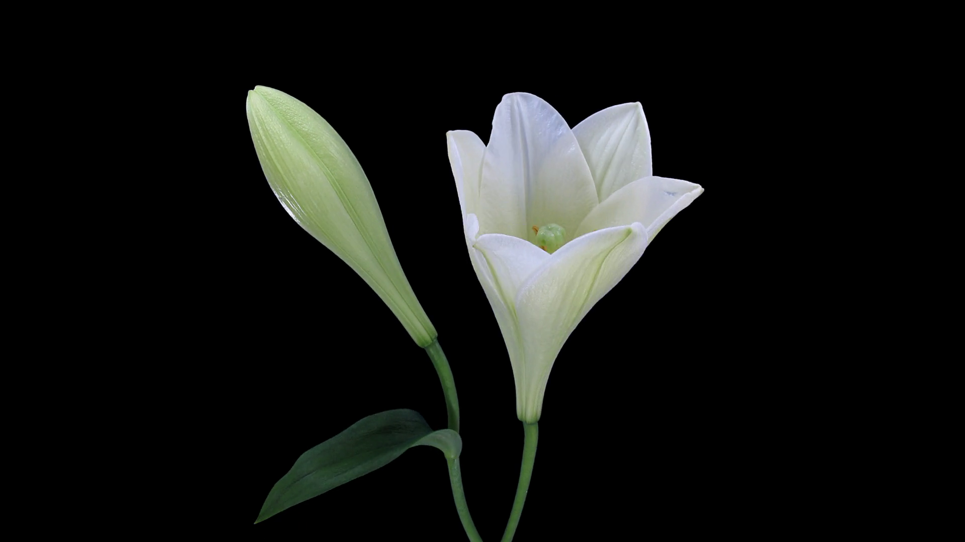 Timelapse Of Growing Opening Rotating White Stock Footage SBV