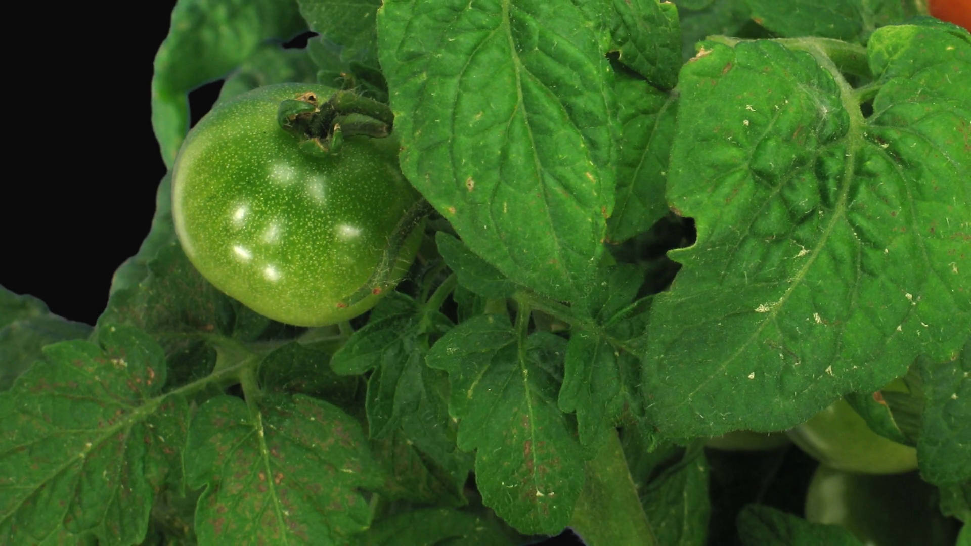 Timelapse of growing, ripening and falling tomato vegetables 2b1 in