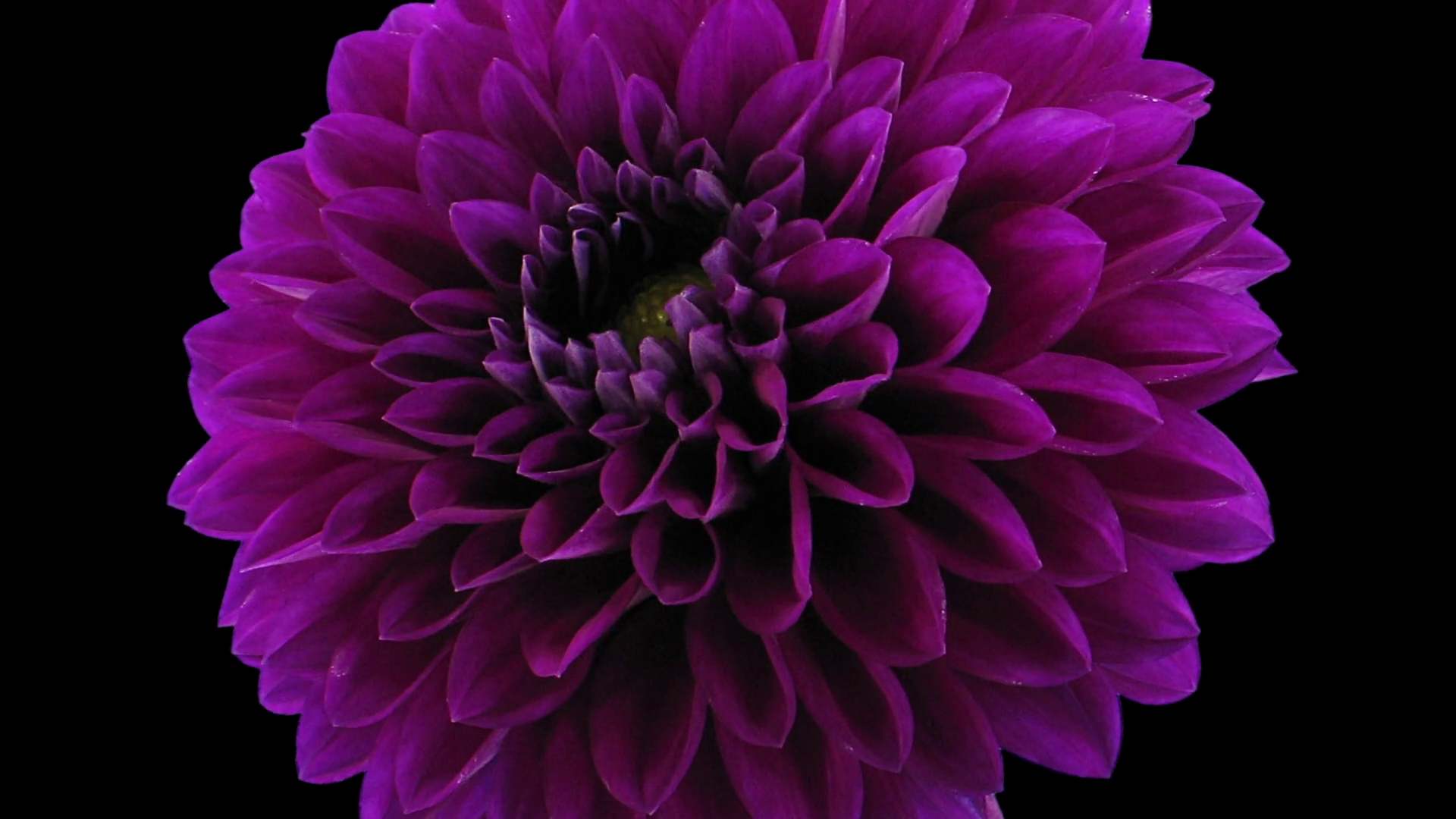 Timelapse of growingand blooming purple dahlia flower 3b3 in RGB
