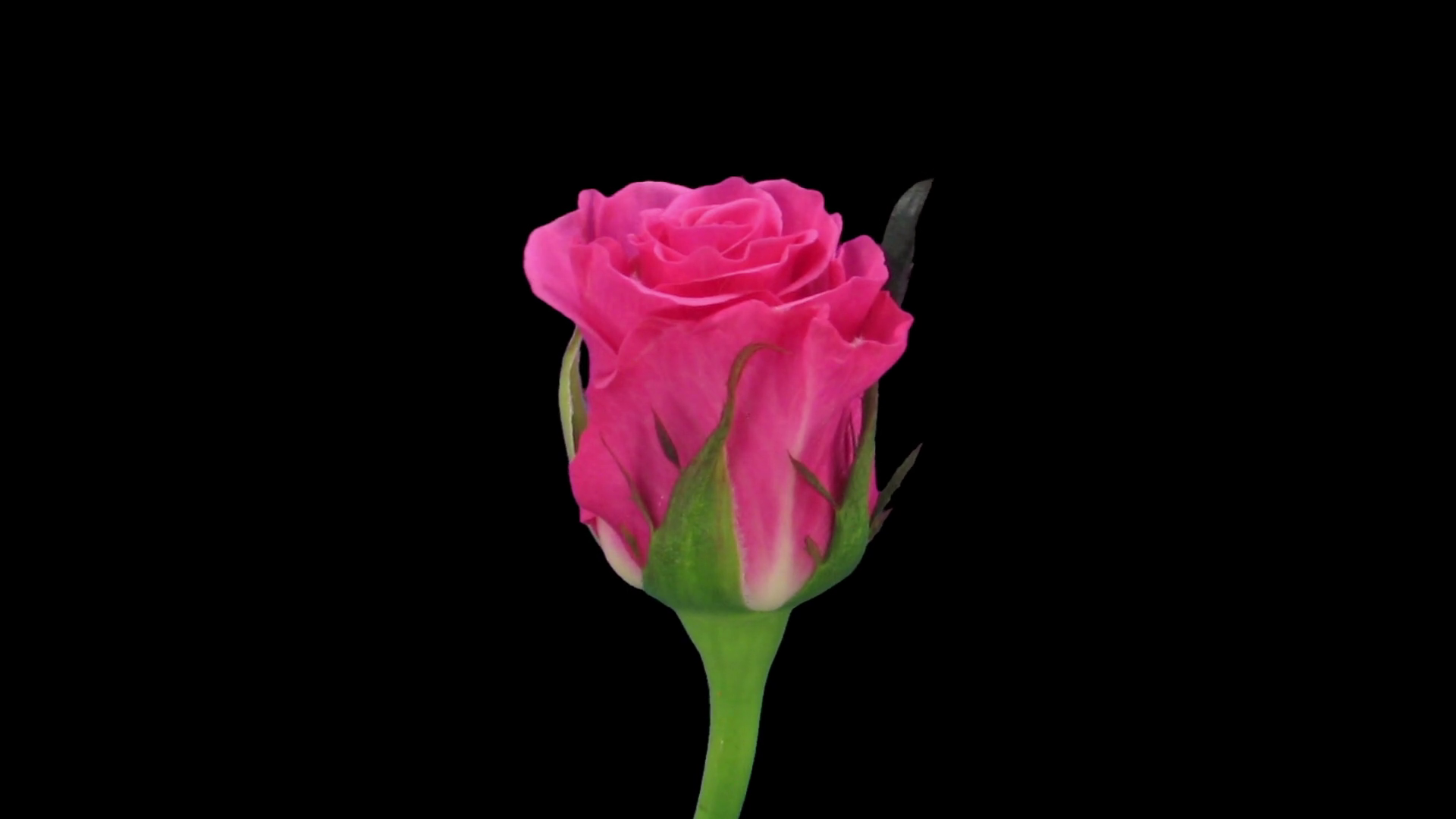 Timelapse Of Opening Pink Ballet Rose 2c3 Stock Footage SBV310035887