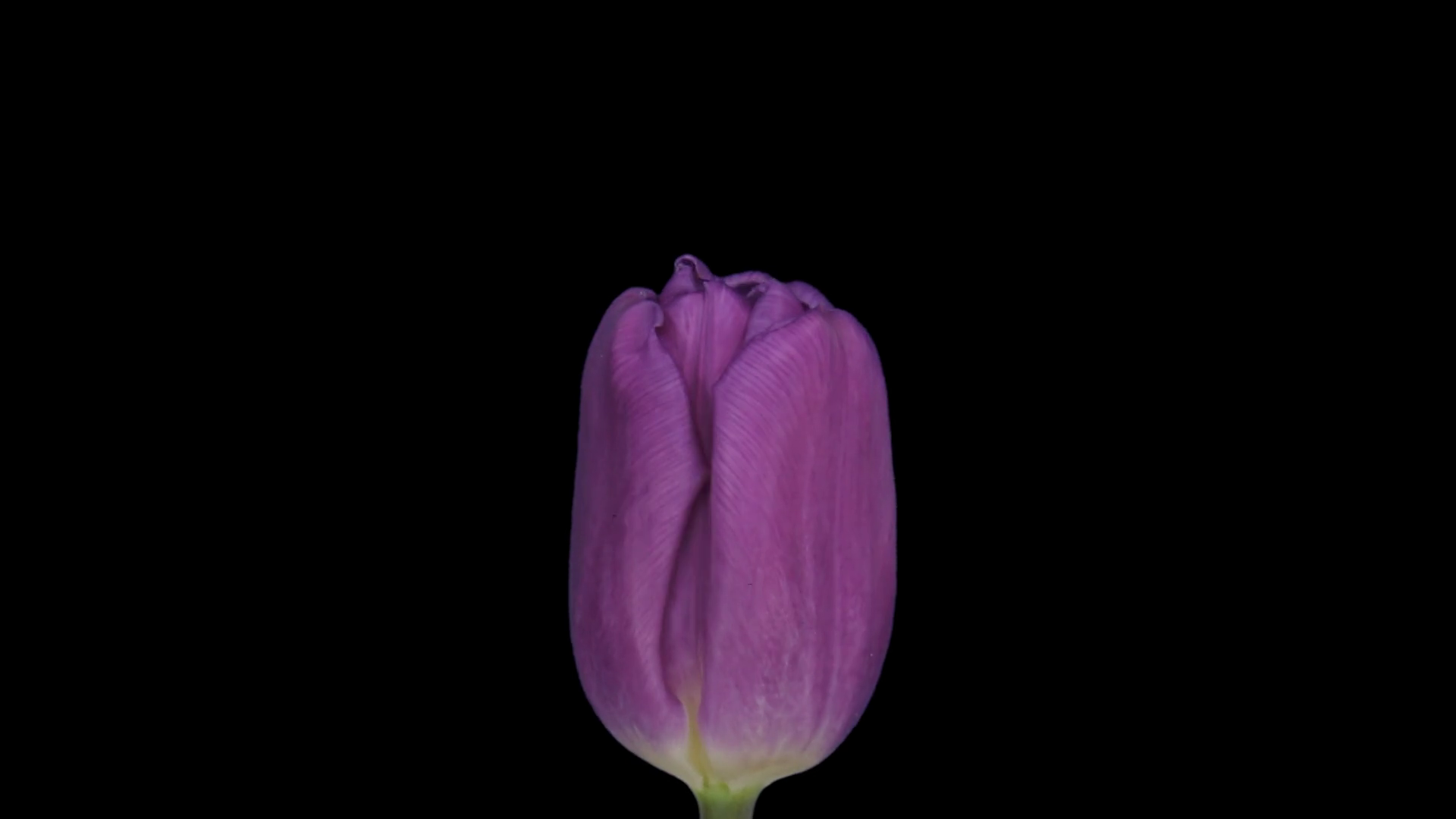Timelapse Of Opening Purple Tulip In Vase Stock Footage SBV309323393