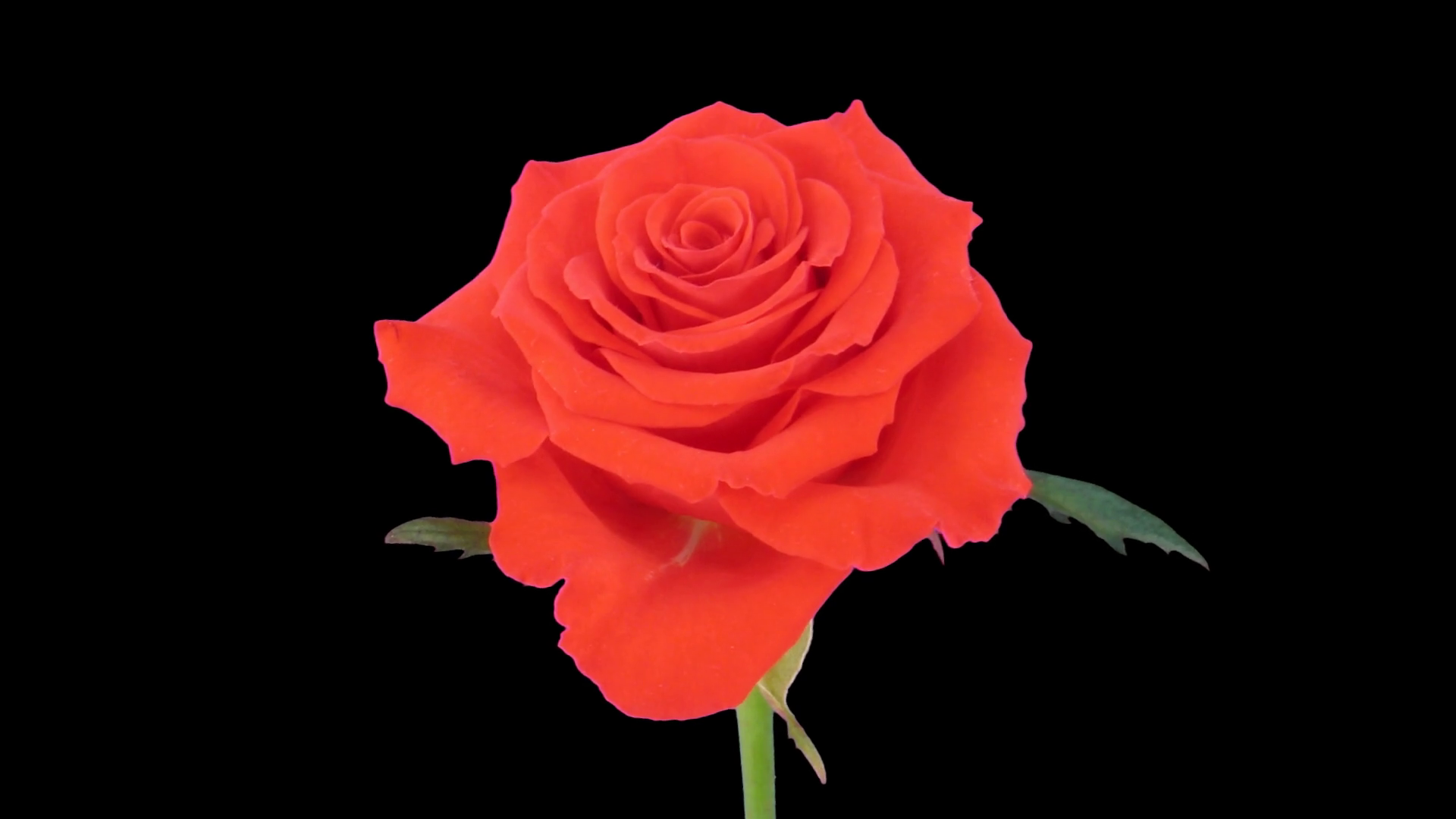 Time Lapse Of Opening Red Mercedes Rose 1a4 In Rgb Alpha Matte Format Isolated On Black Background Stock Video Footage Storyblocks