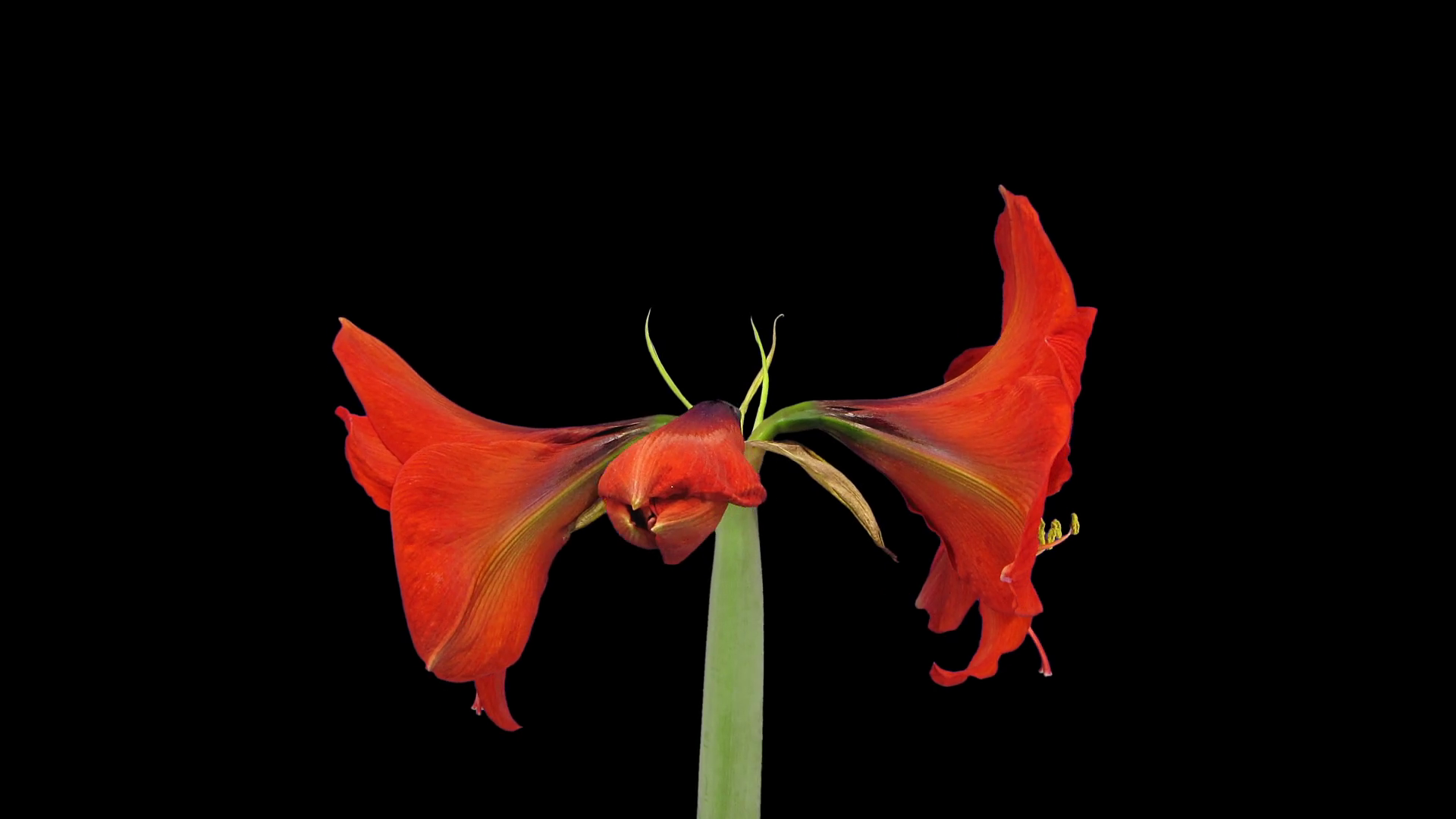 Growing Rotating Red Olaf Amaryllis Flower Stock Footage SBV-349244042 ...