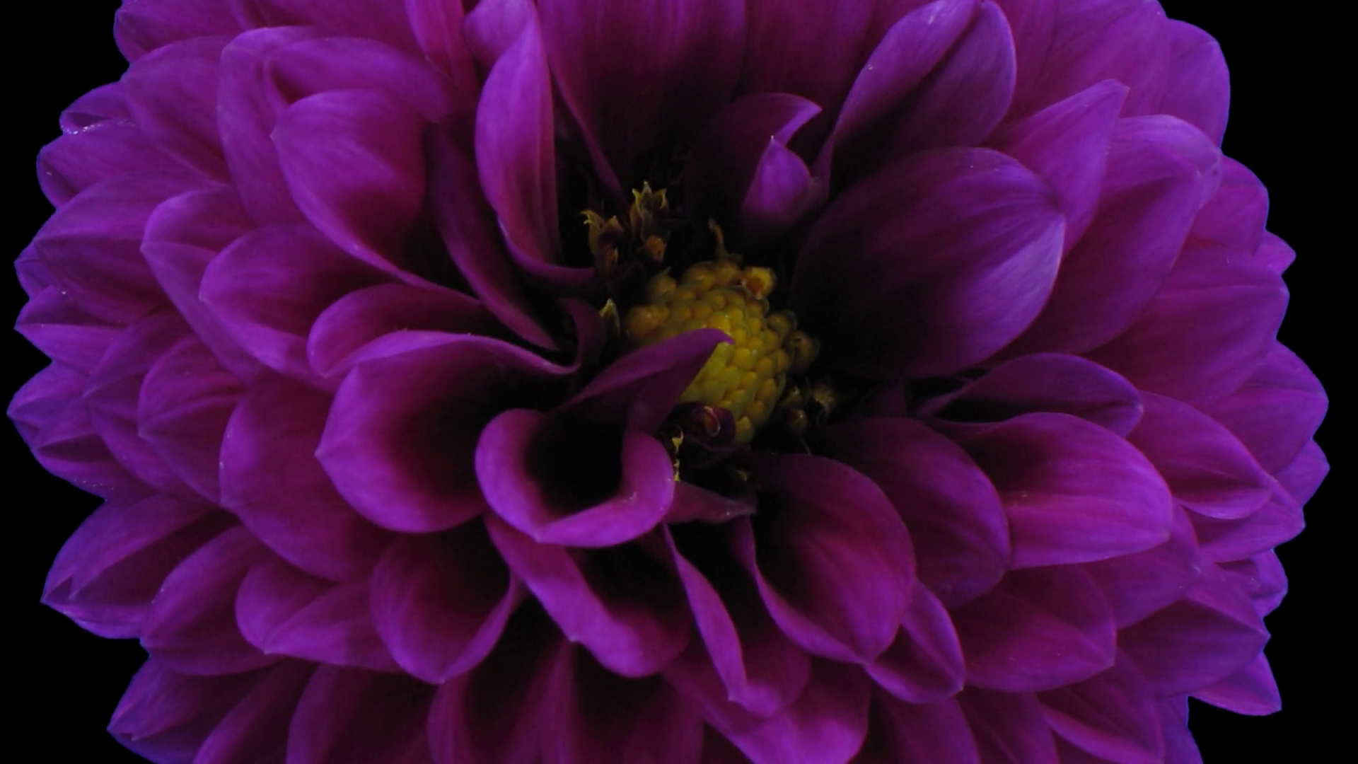 Timelapse of blooming purple dahlia flower 5b1 in PNG+ format with