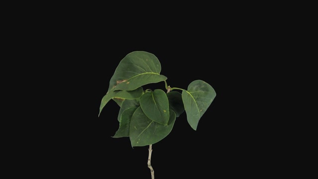 リーフ ランクル701HZ 4200ディーゼル ランクル70 リフト