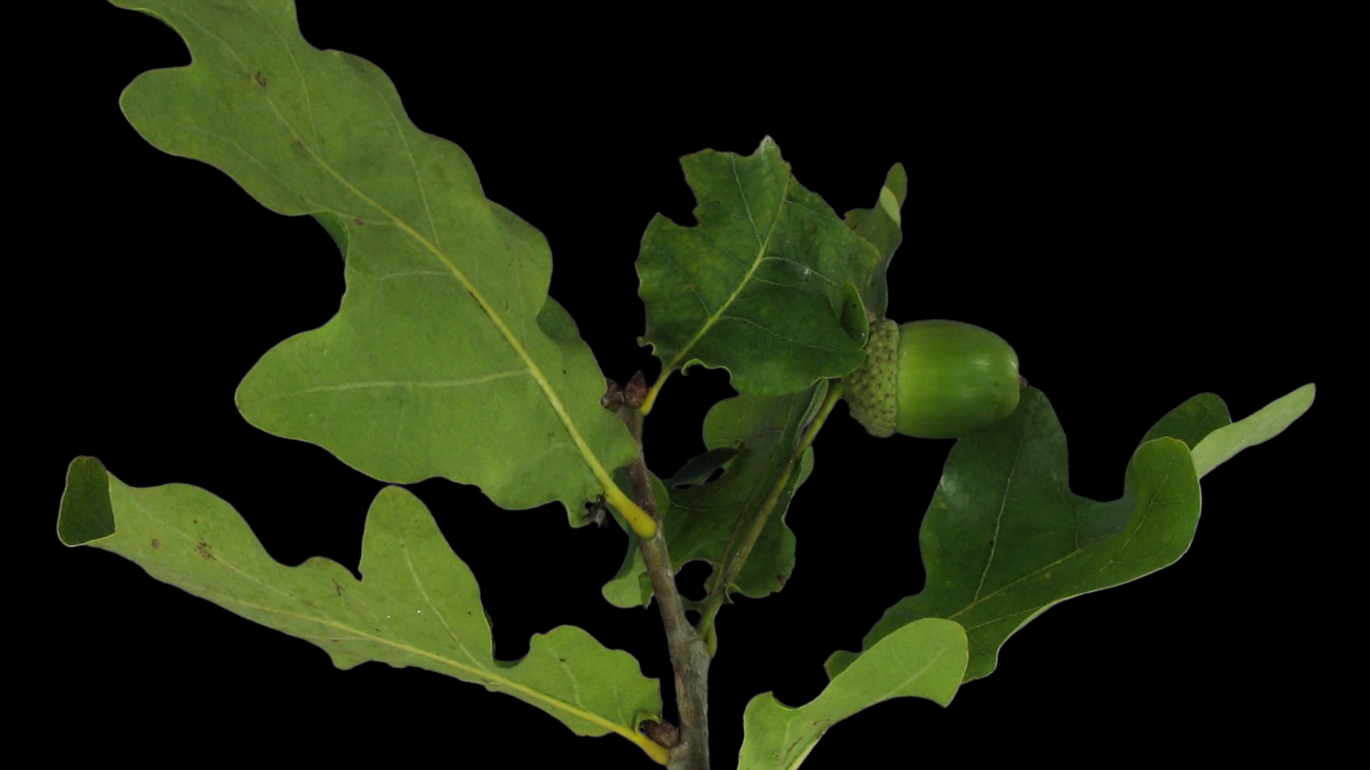 Timelapse Of Drying Oak Leaves 1b3 In Rgb + Stock Footage SBV