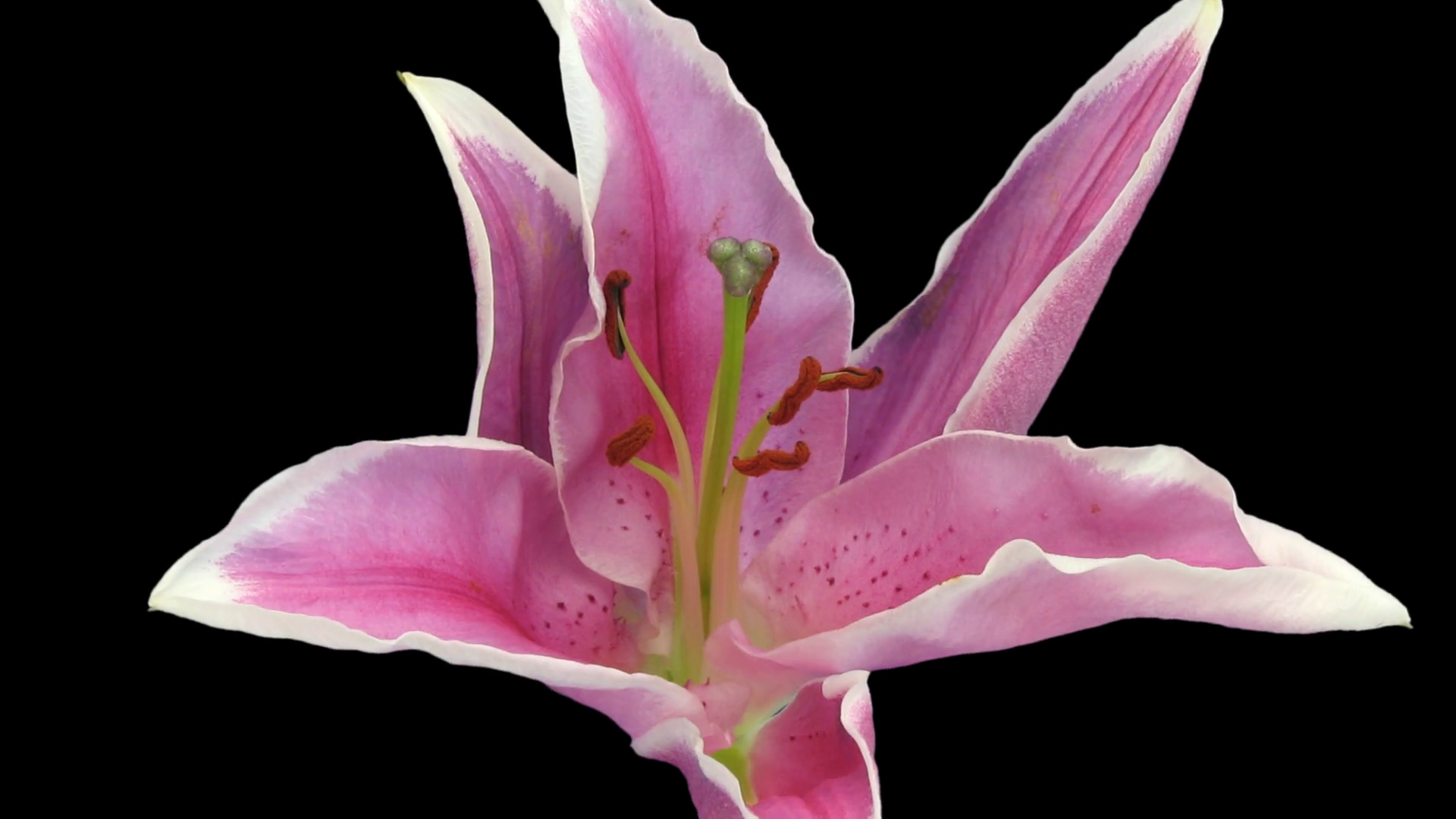 Timelapse Of Dying Pink Lily 7b1 With Alpha Stock Footage SBV323703206 Storyblocks