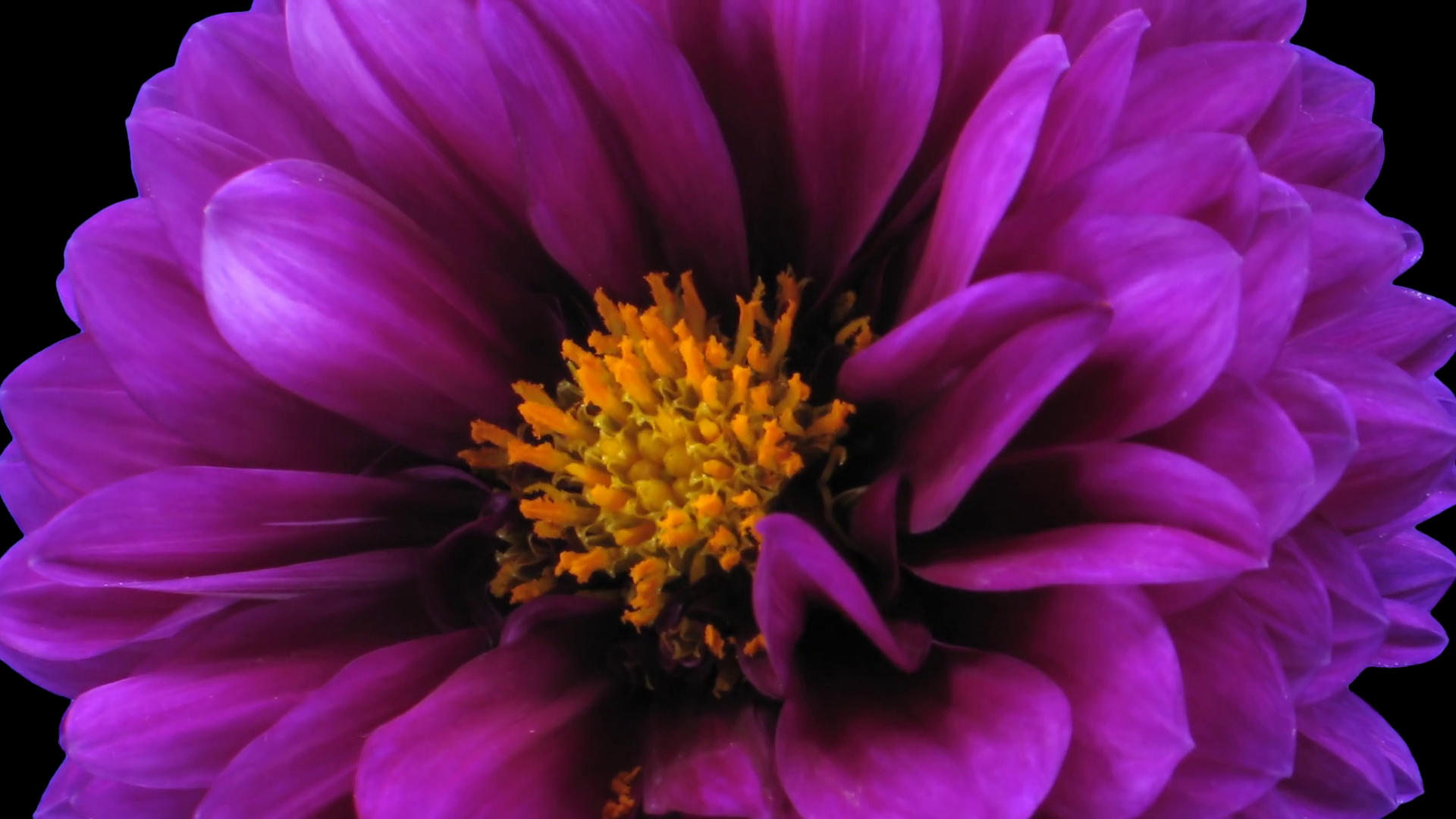 Timelapse Of Dying Purple Dahlia Flower 6a1 Stock Footage SBV