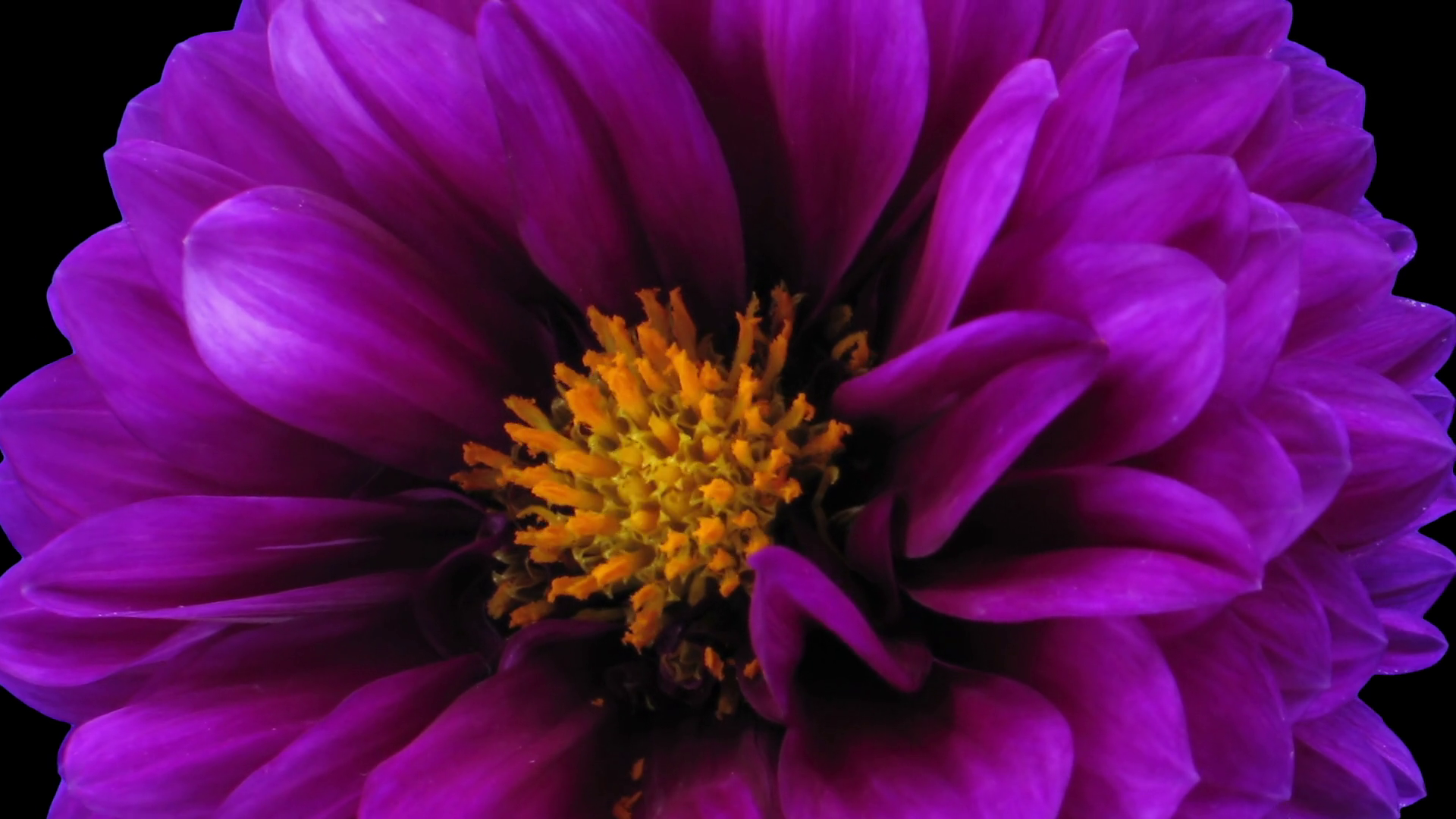 Timelapse of dying purple dahlia flower 6a3 in RGB + ALPHA matte